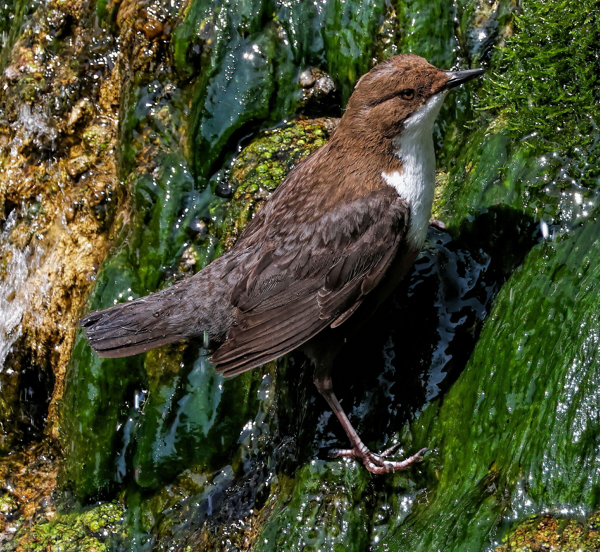 Dipper