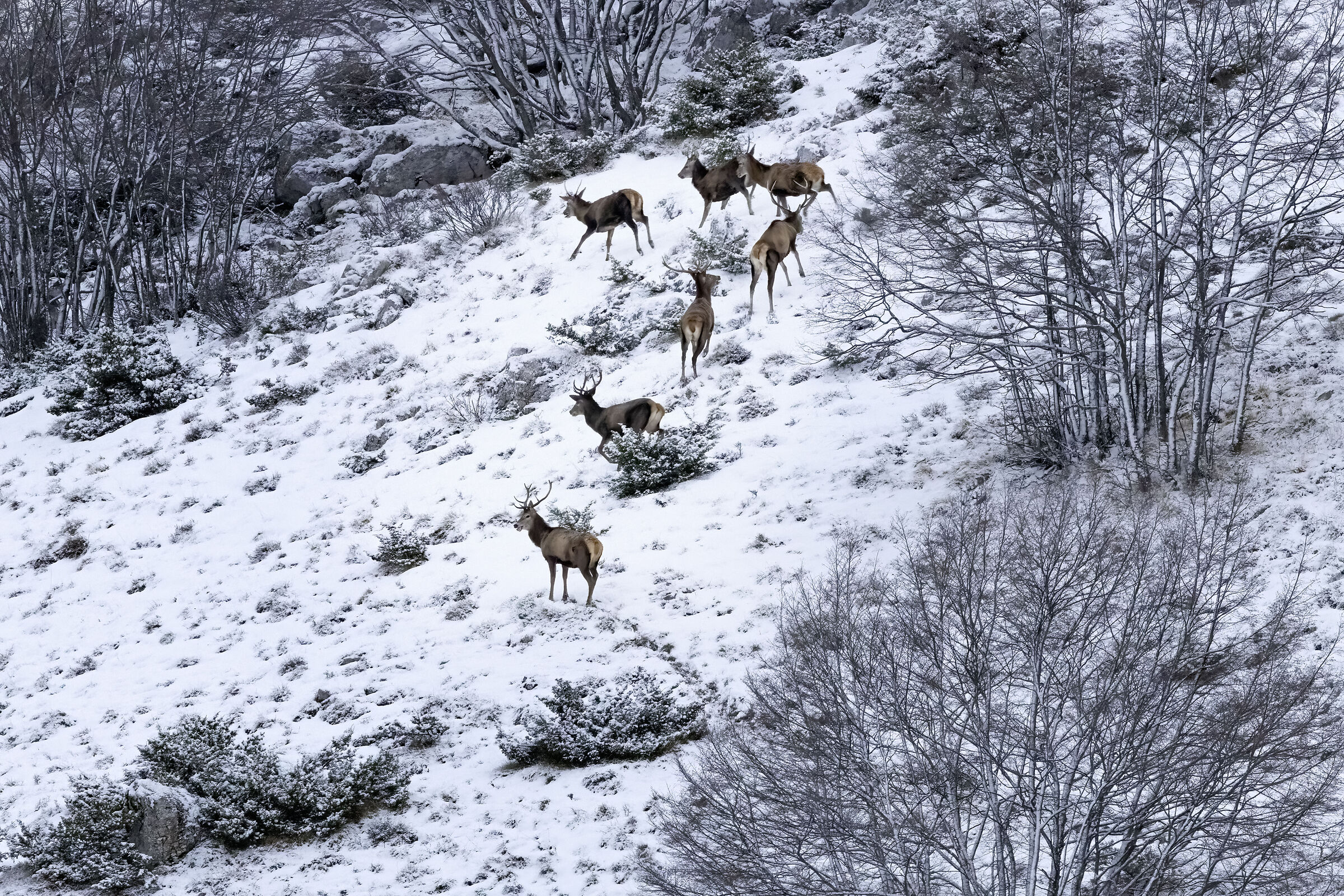 Male deer on the snow...