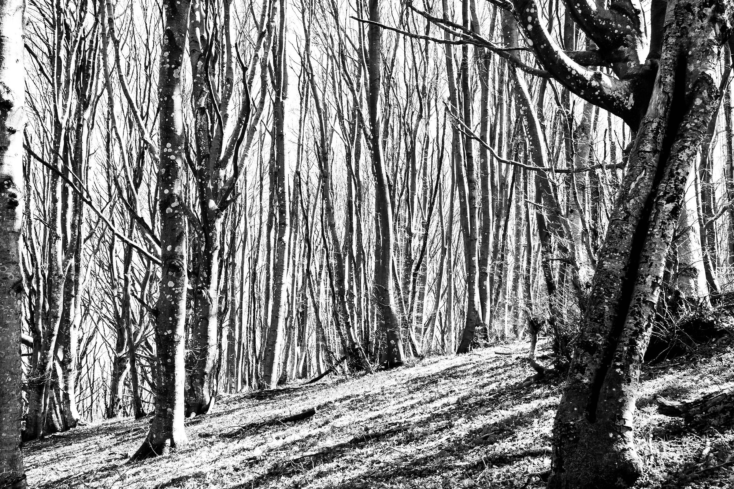 Shaft lines