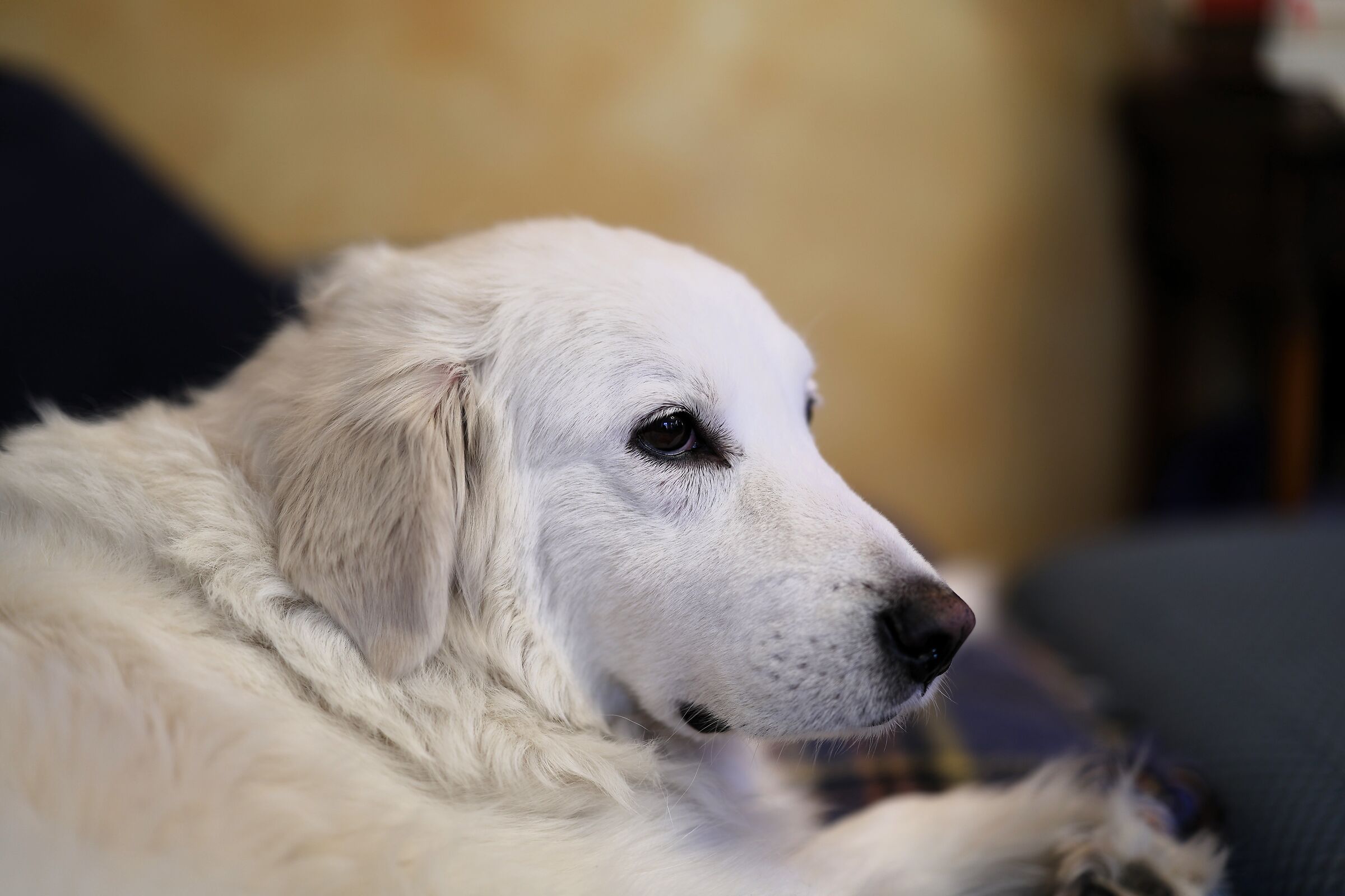 Sophie