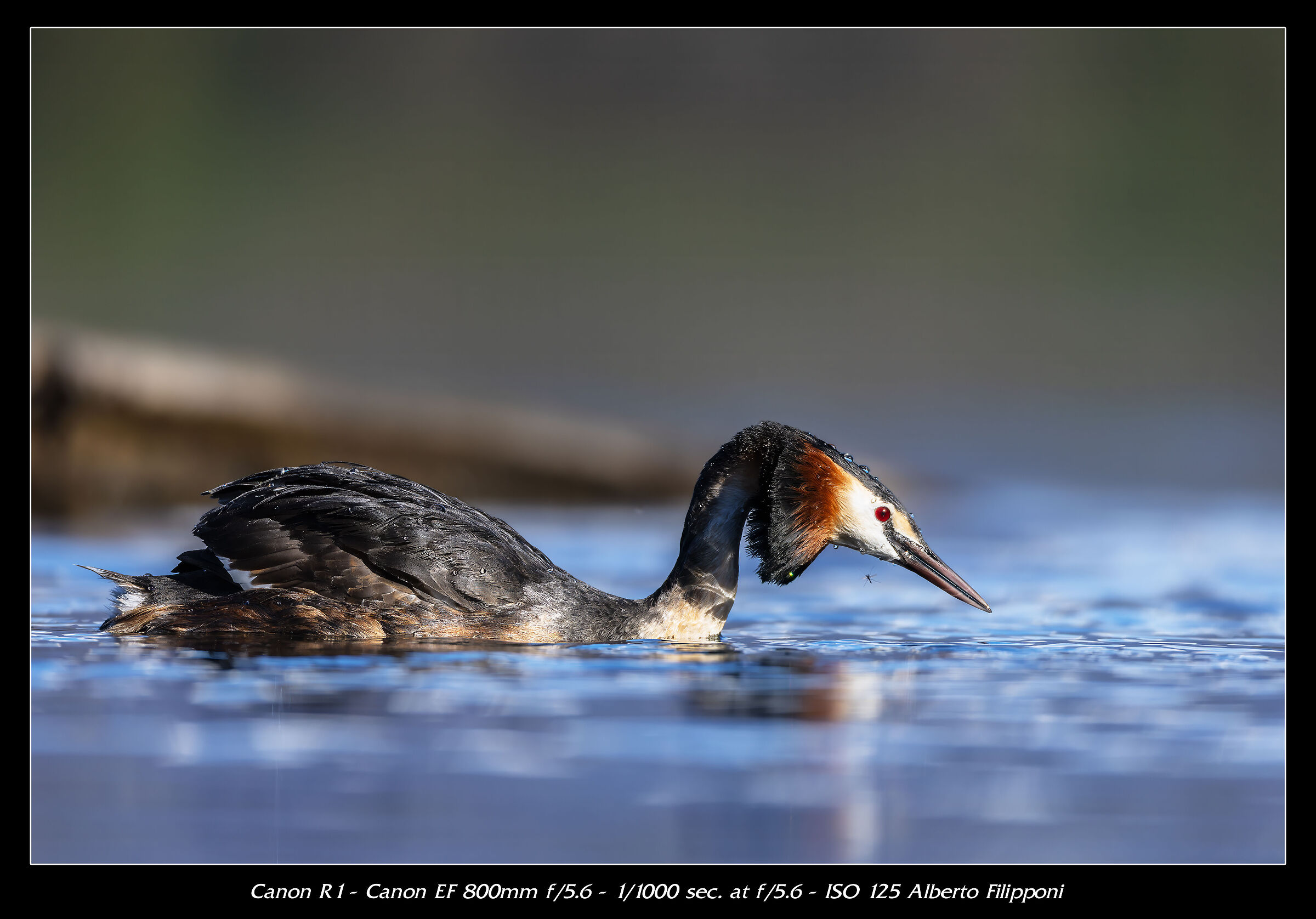 Grebe