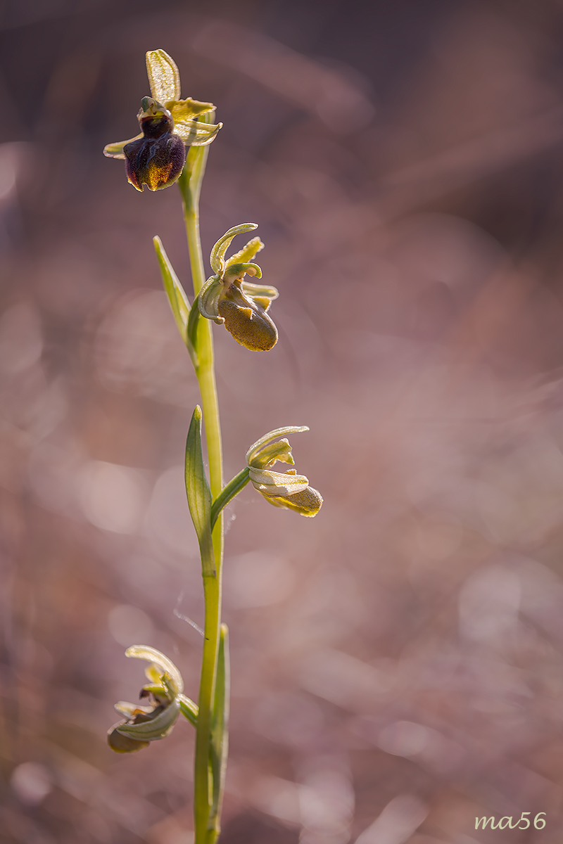 Ophrys Sphegodes