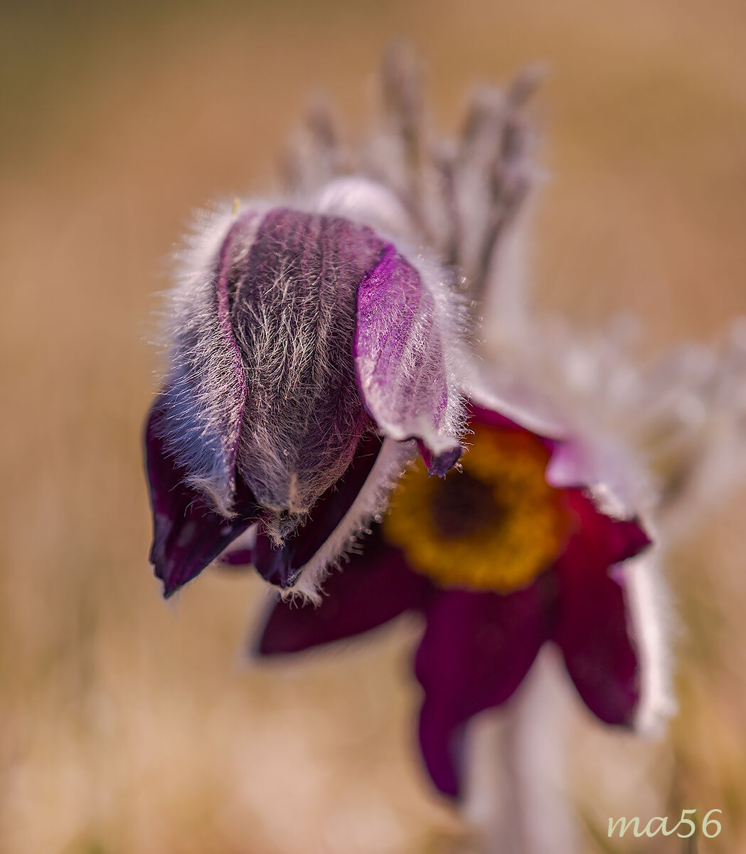Pulsatilla Montana