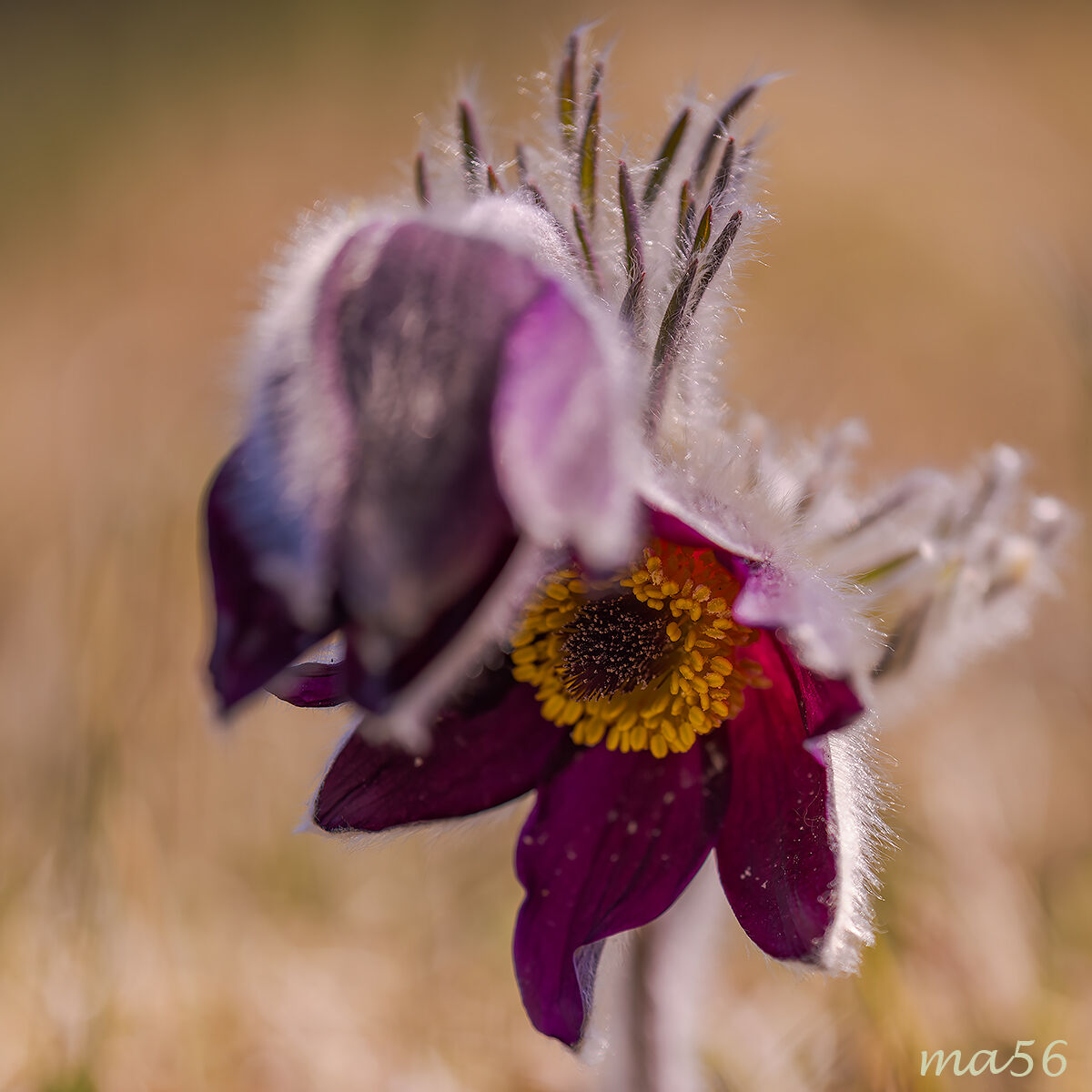 Pulsatilla Montana