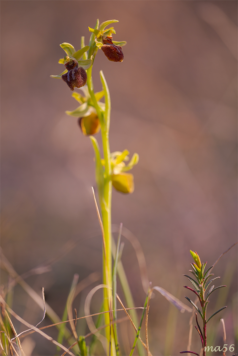 Ophrys Sphegodes
