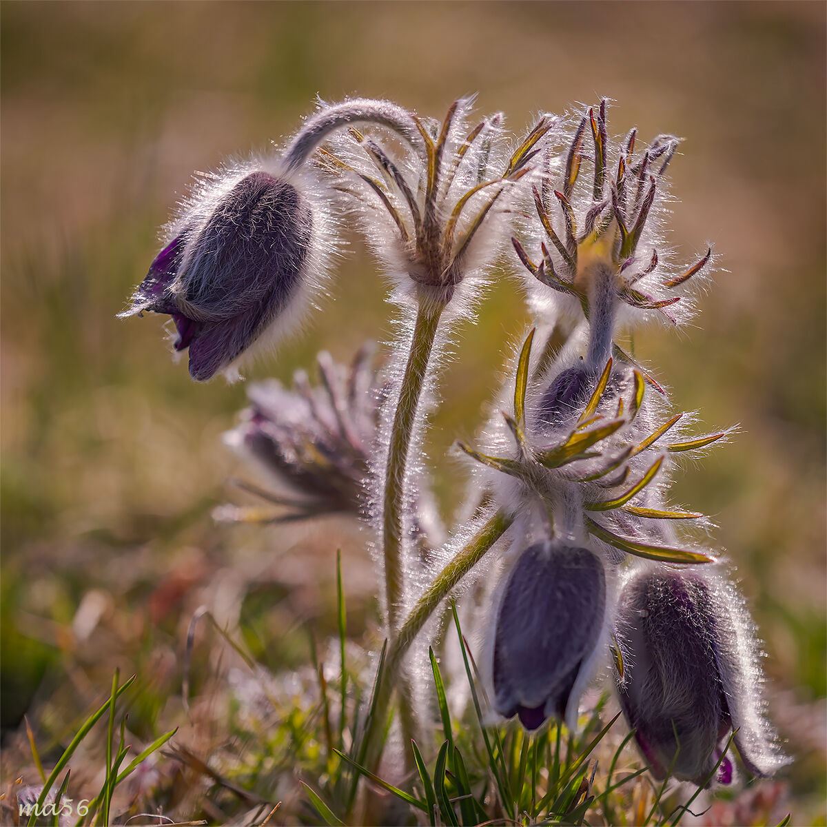 Pulsatilla Montana