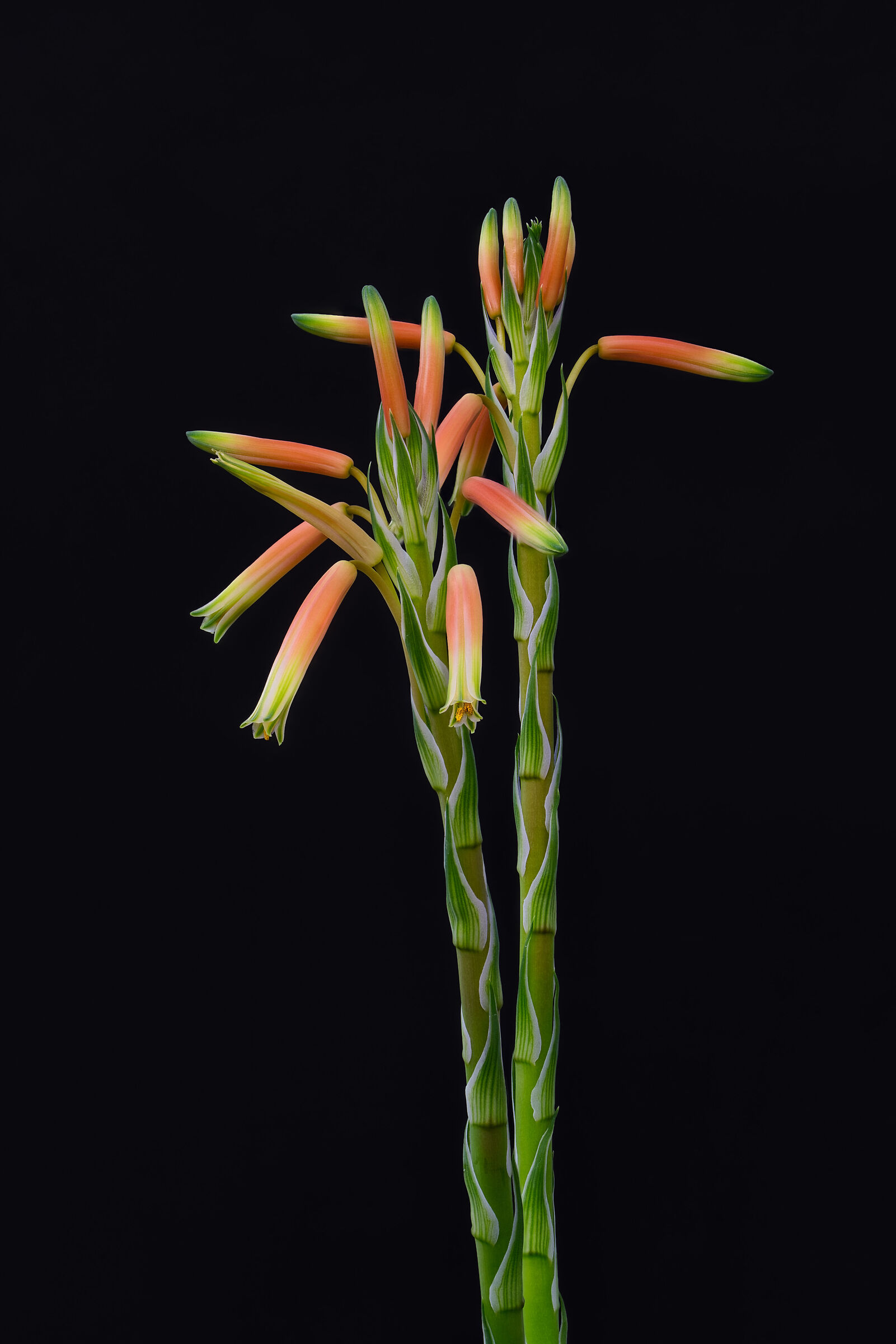 Aloe Humilis