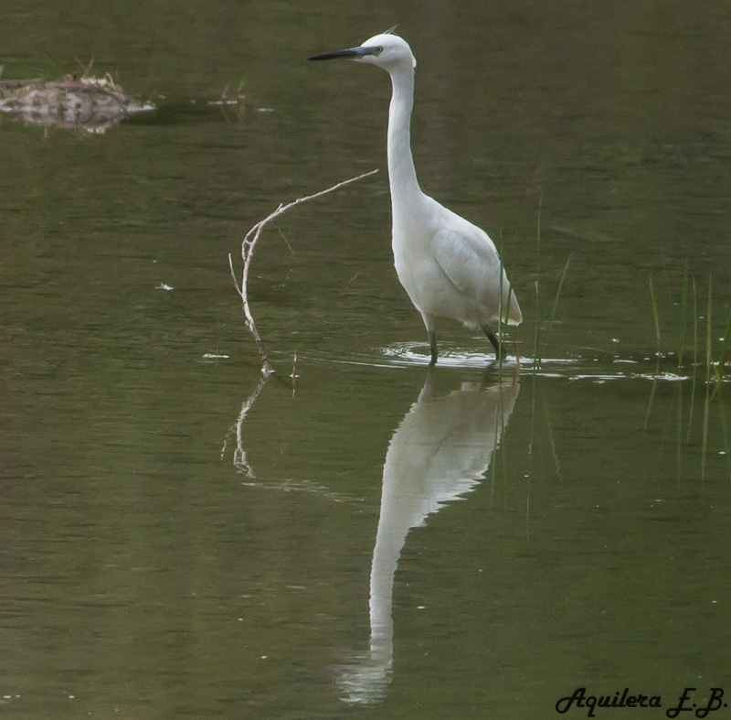 Little Egret (Egretta egret)