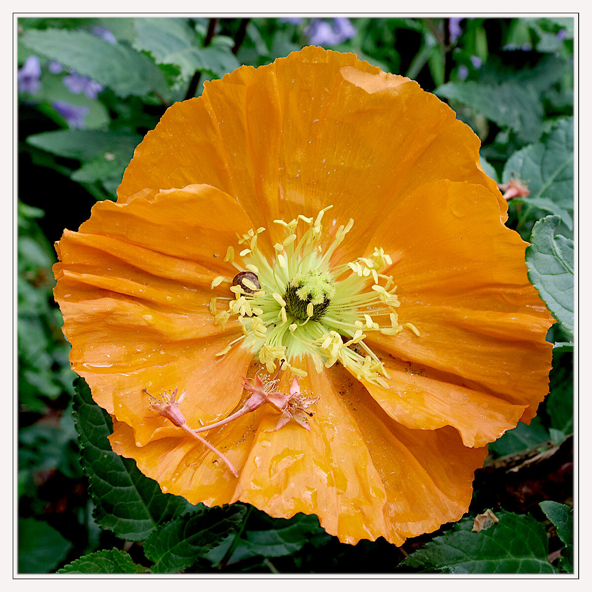 Papaver nudicaule (papavero d'Islanda).