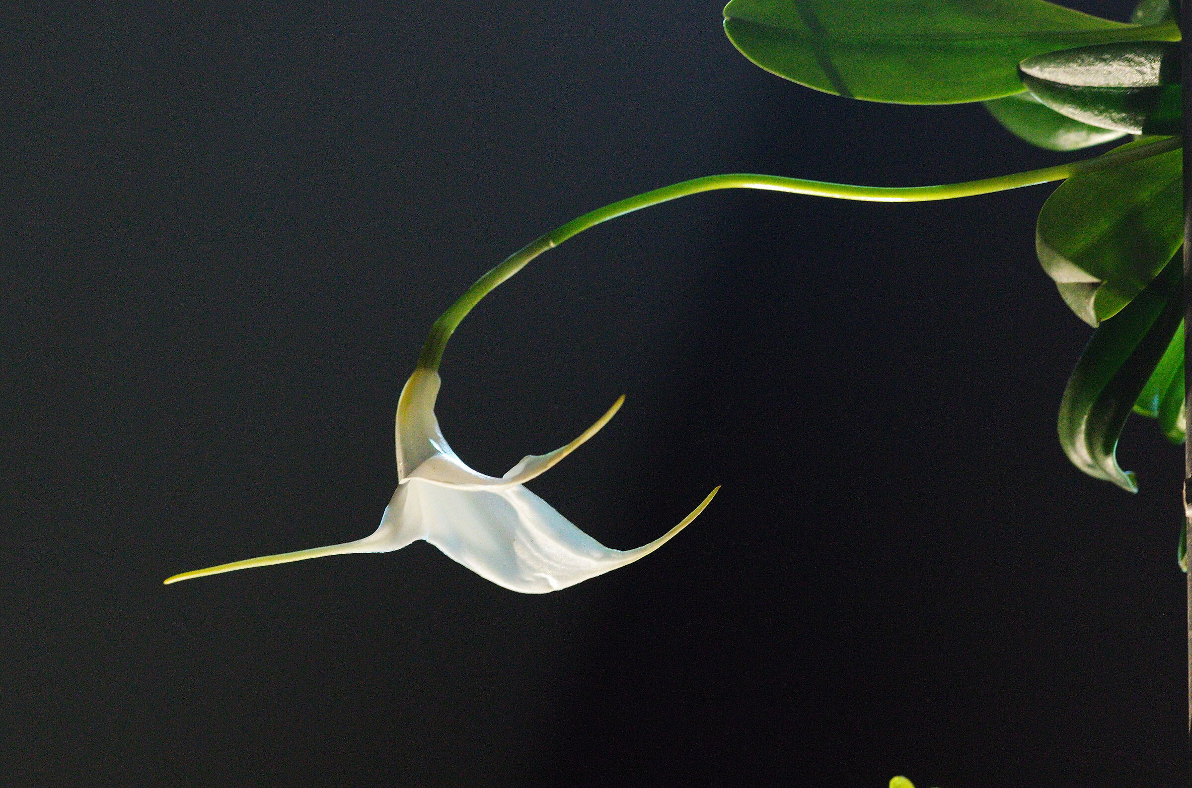 Orchidea