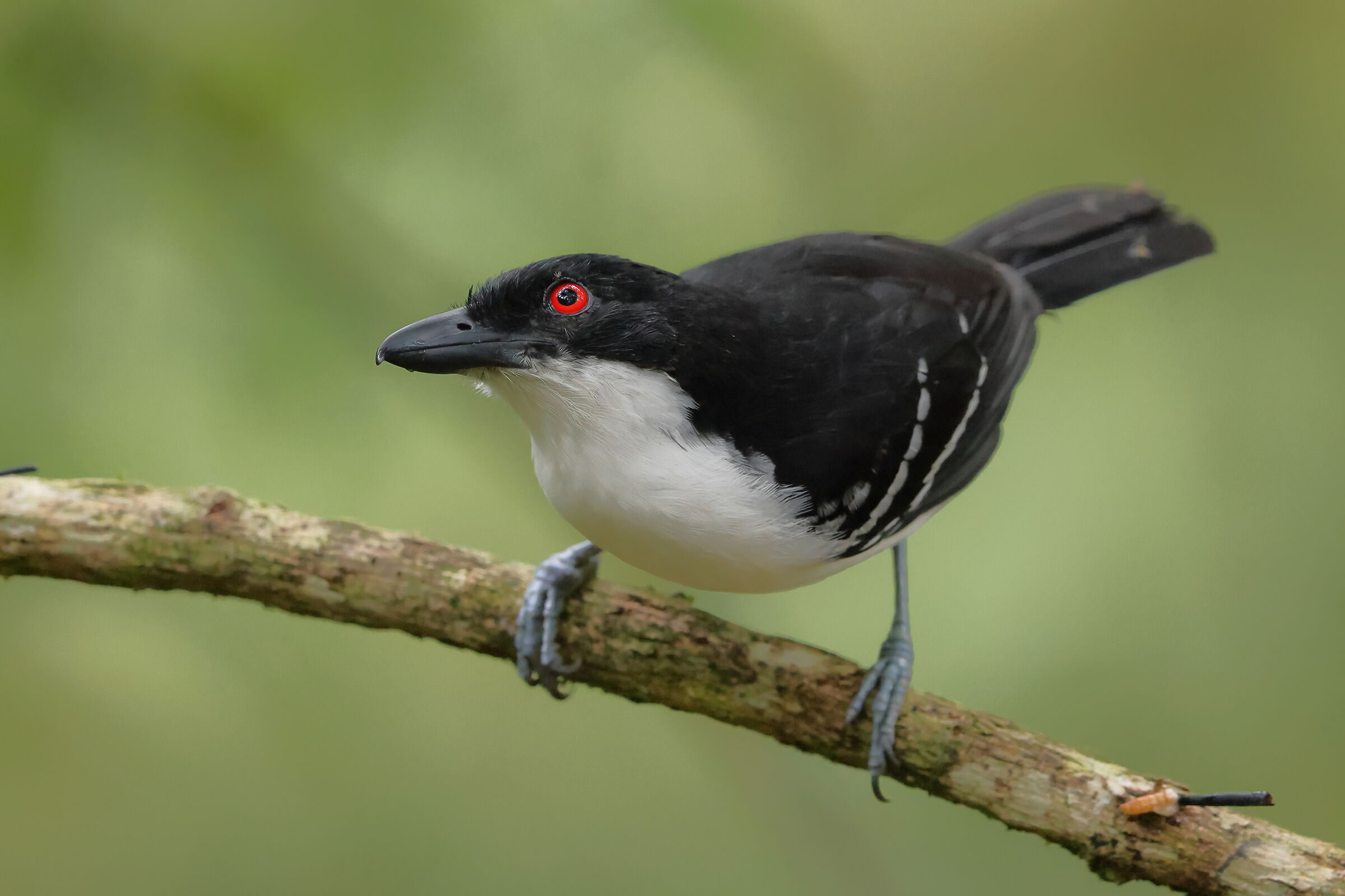 Anteater shrike