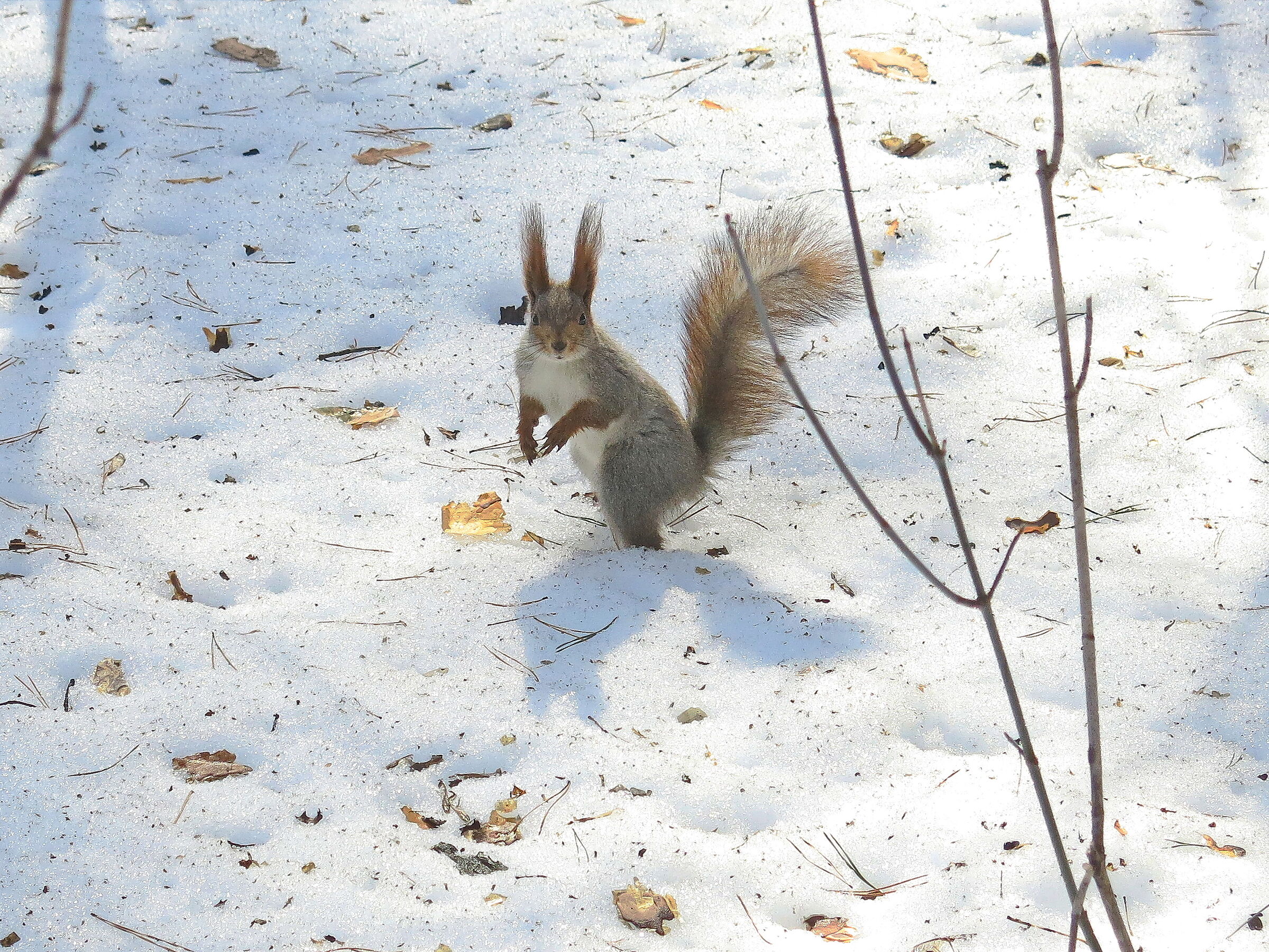 Squirrel 5