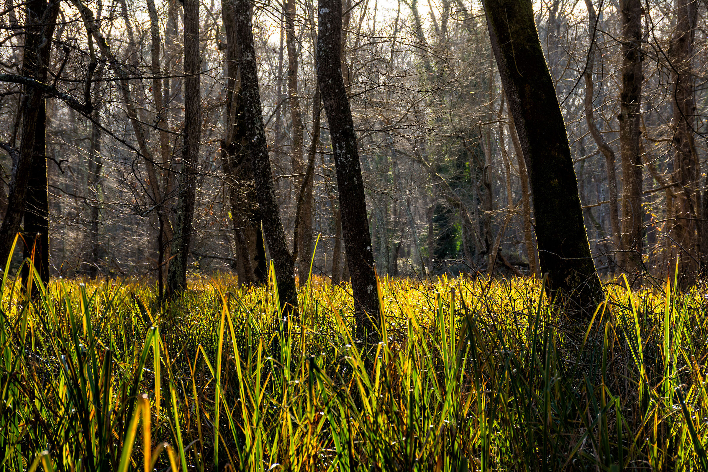 The colors of San Rossore