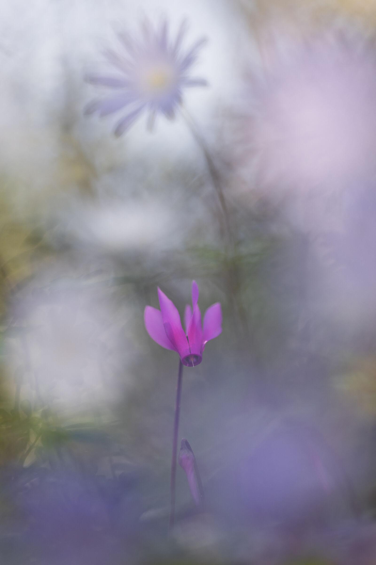 Spring cyclamen