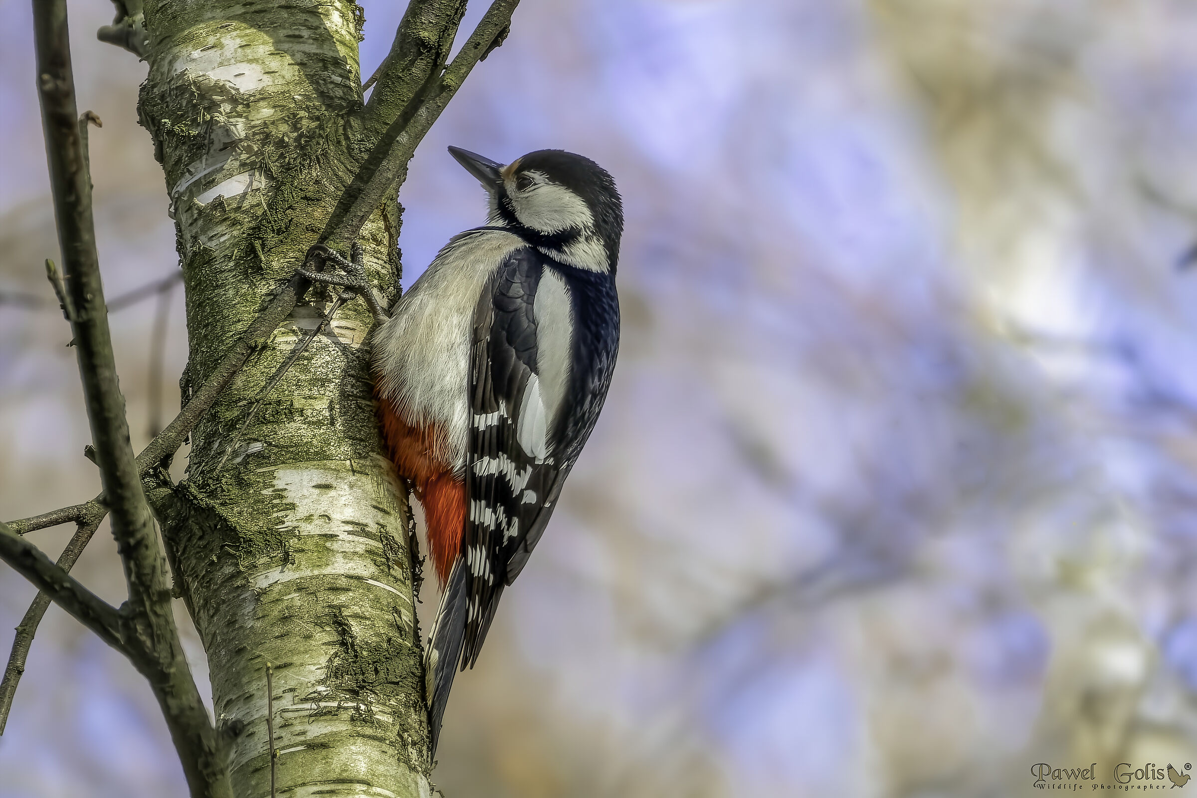 Il picchio maculato maggiore (Dendrocopos major)