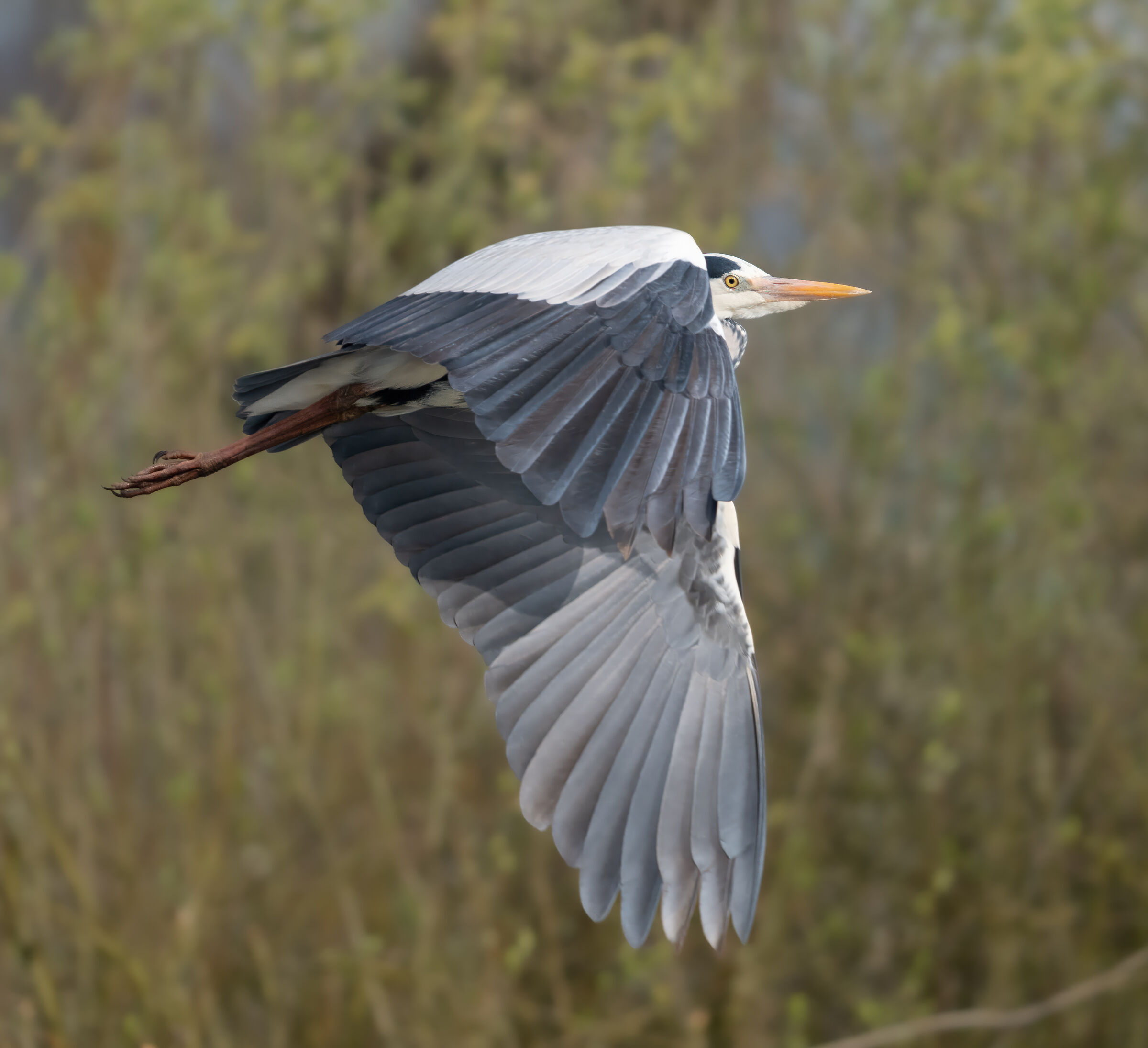 Grey Heron in flight