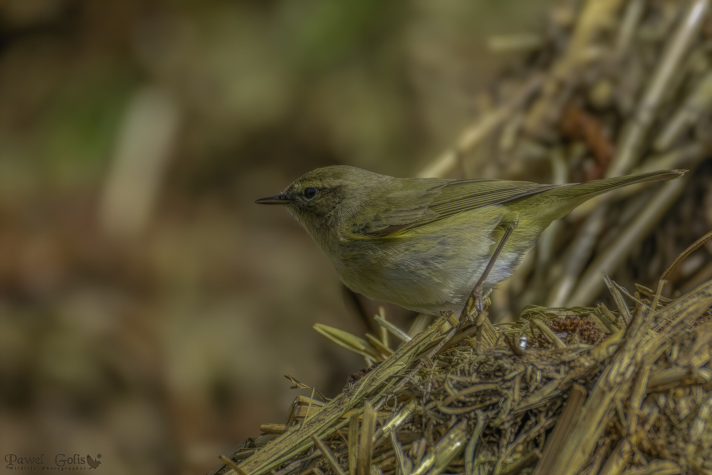 Phylloscopus collybita comune (Phylloscopus collybita)