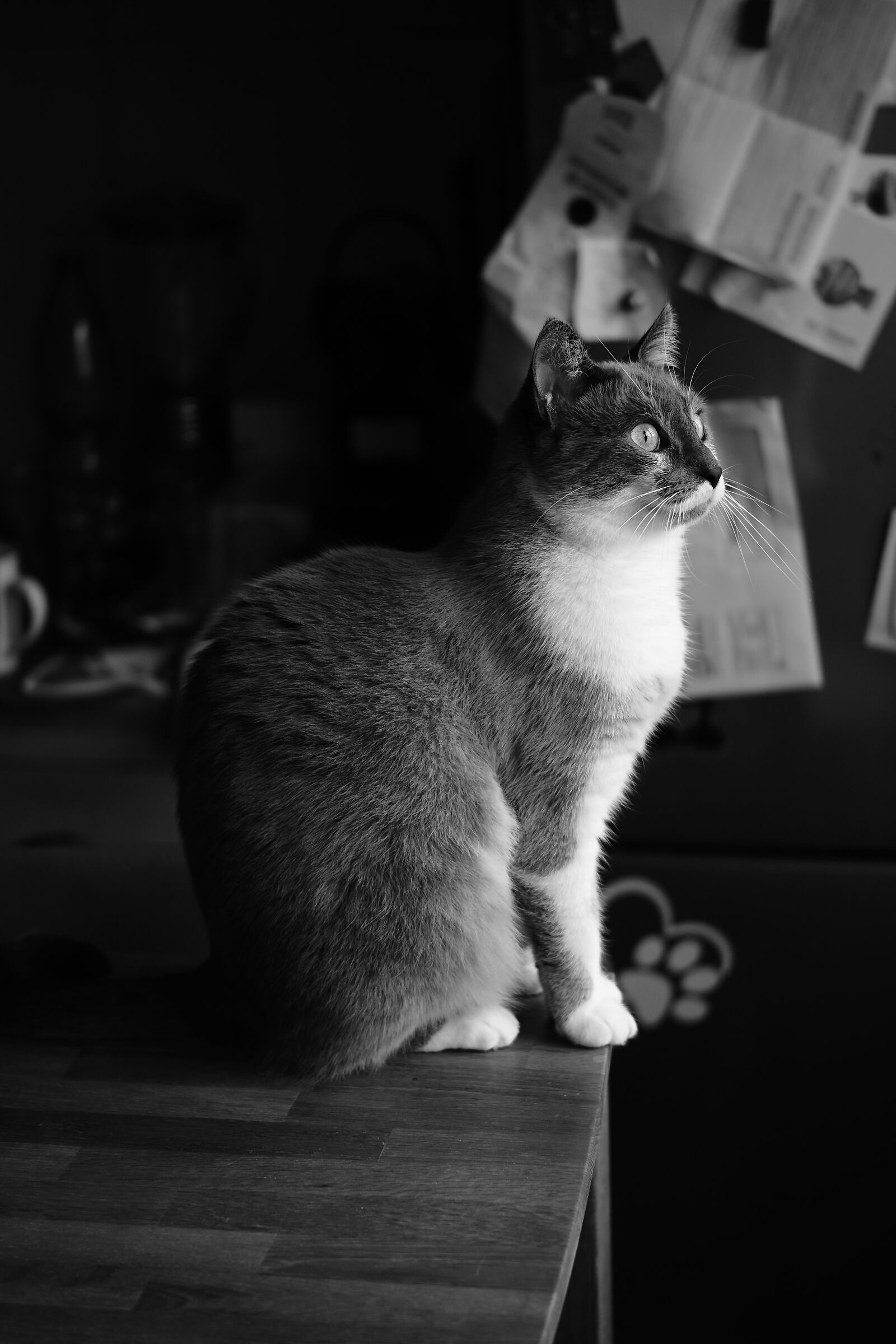 Avana