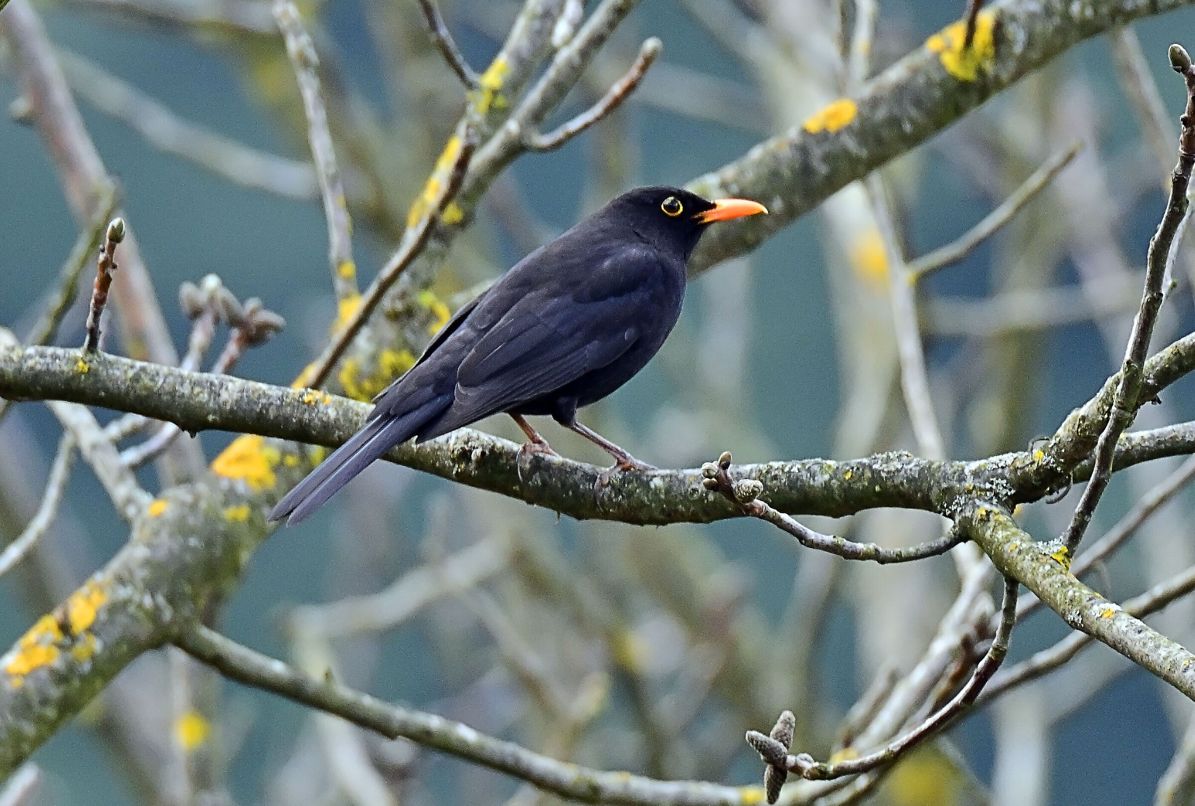 The blackbird