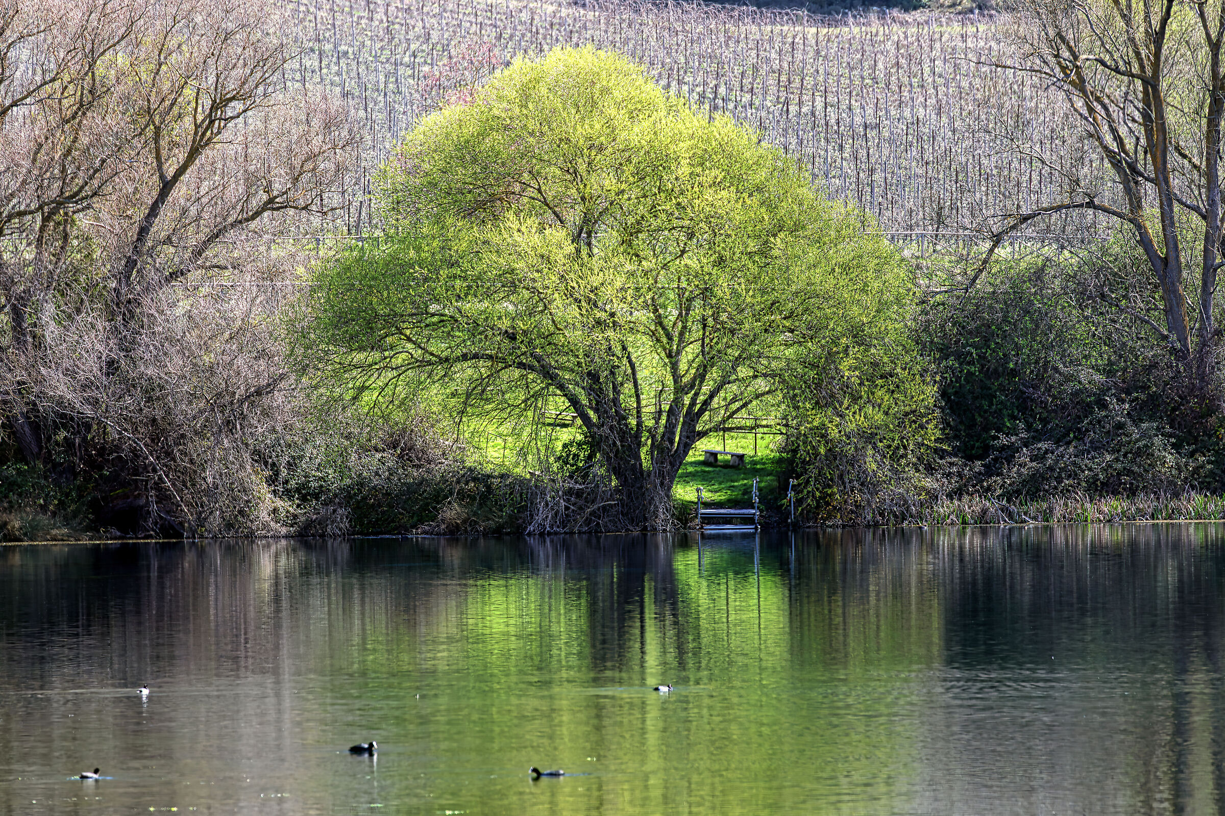 Treegreen