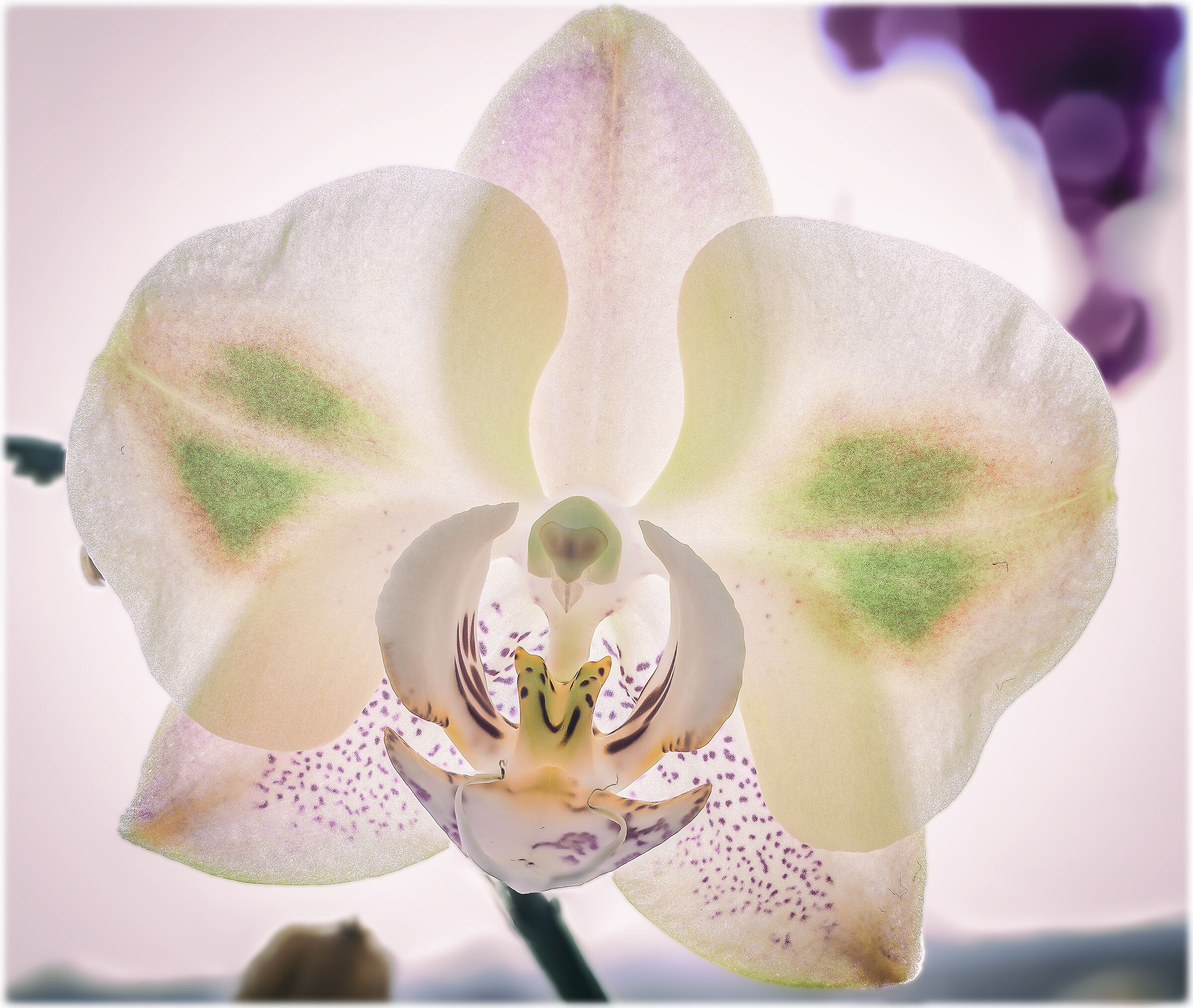Phalaenopsis morning glory