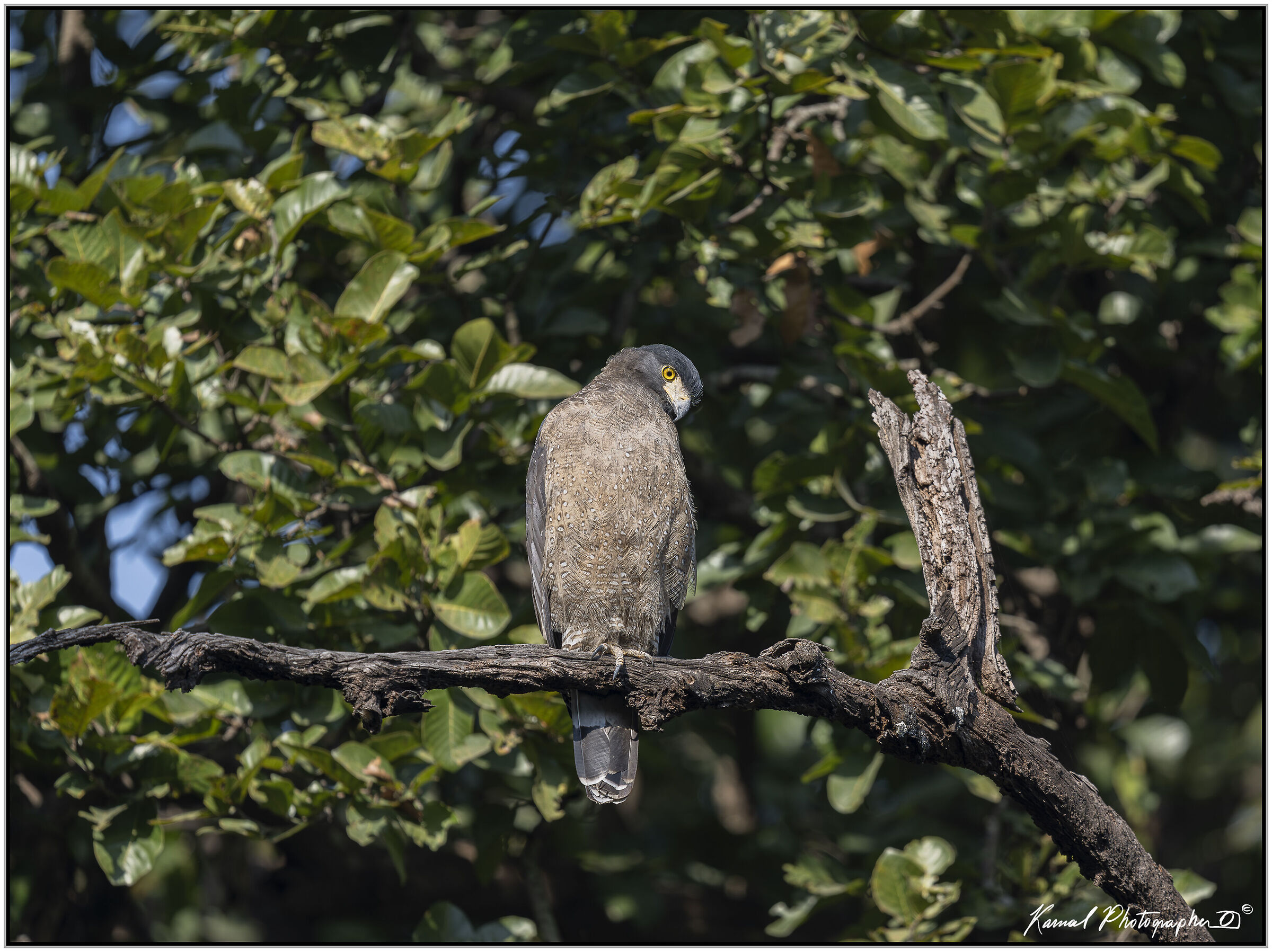 Crested serpent eagle (Spilornis cheela)