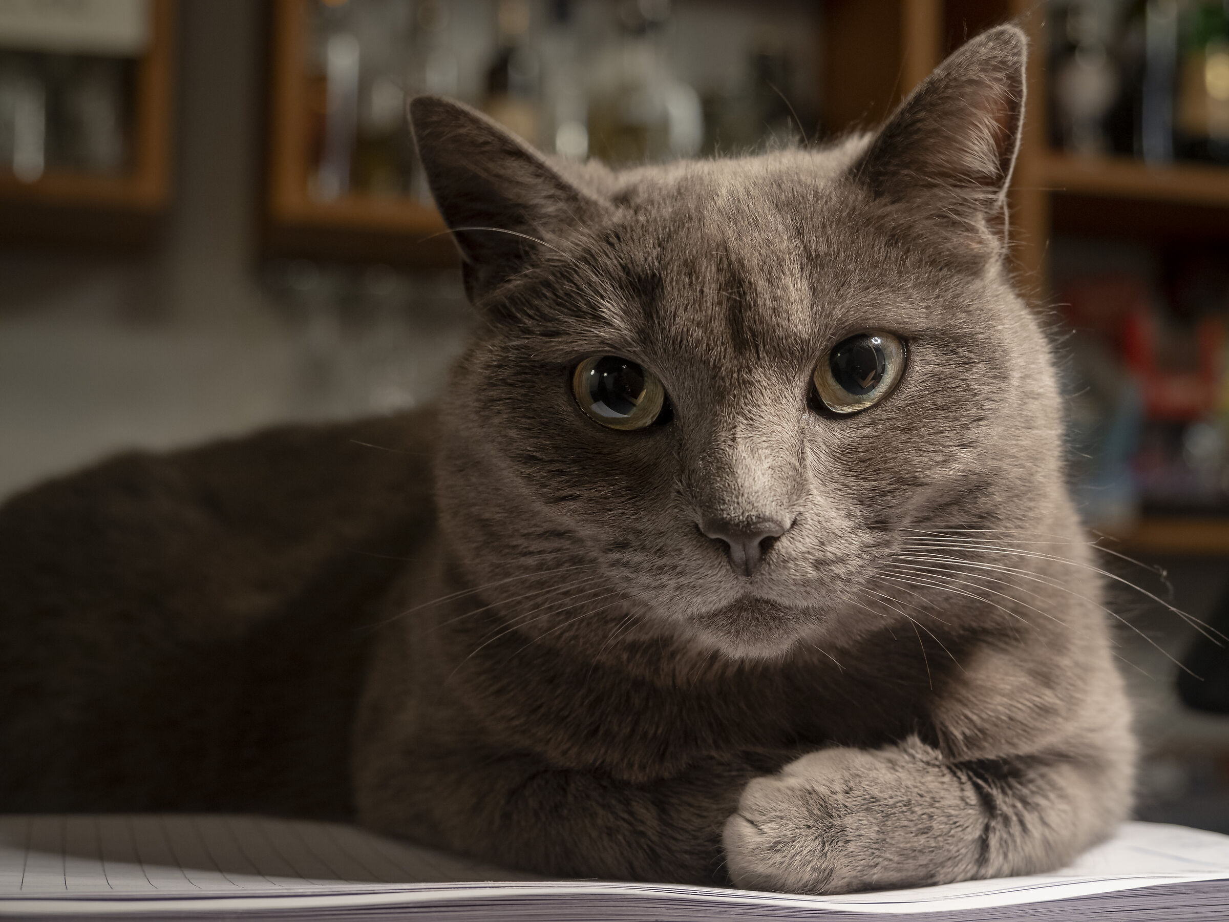 The cat on the bar counter