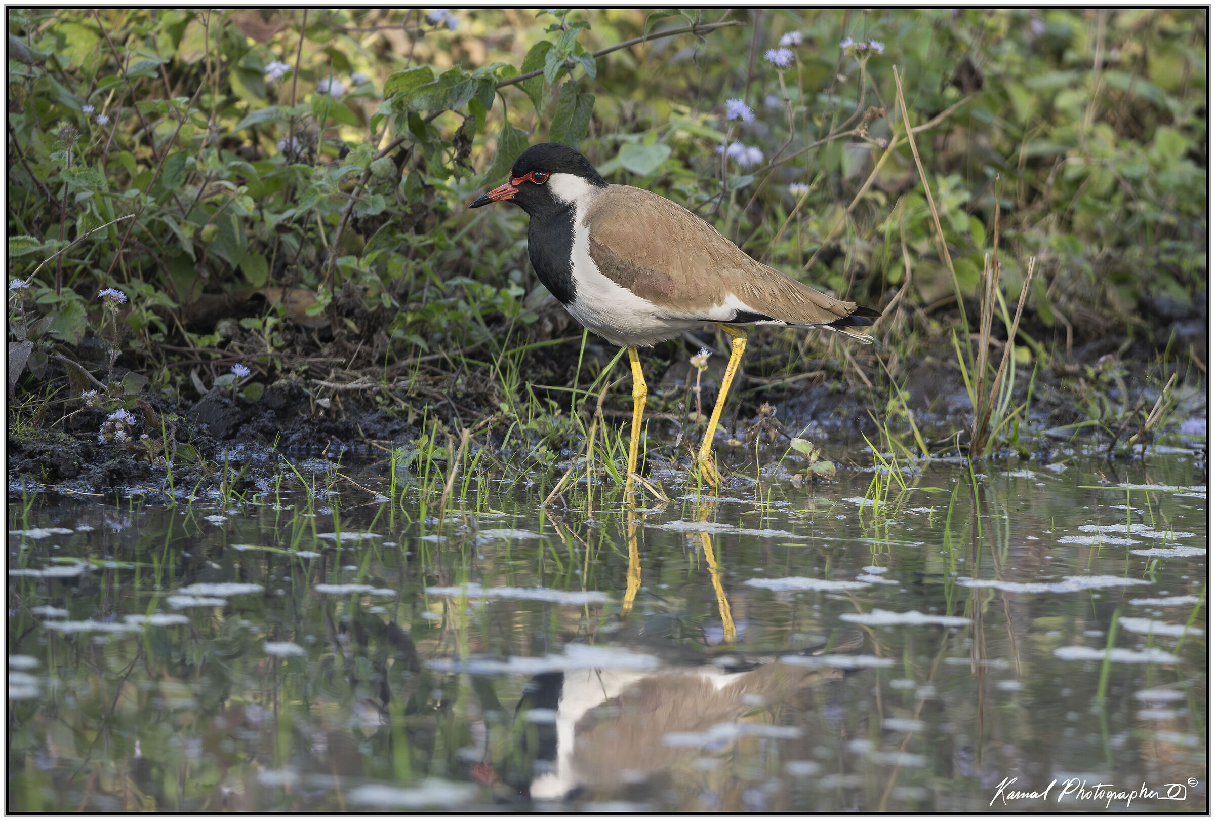 Indian lapwing (Vanellus indicus)