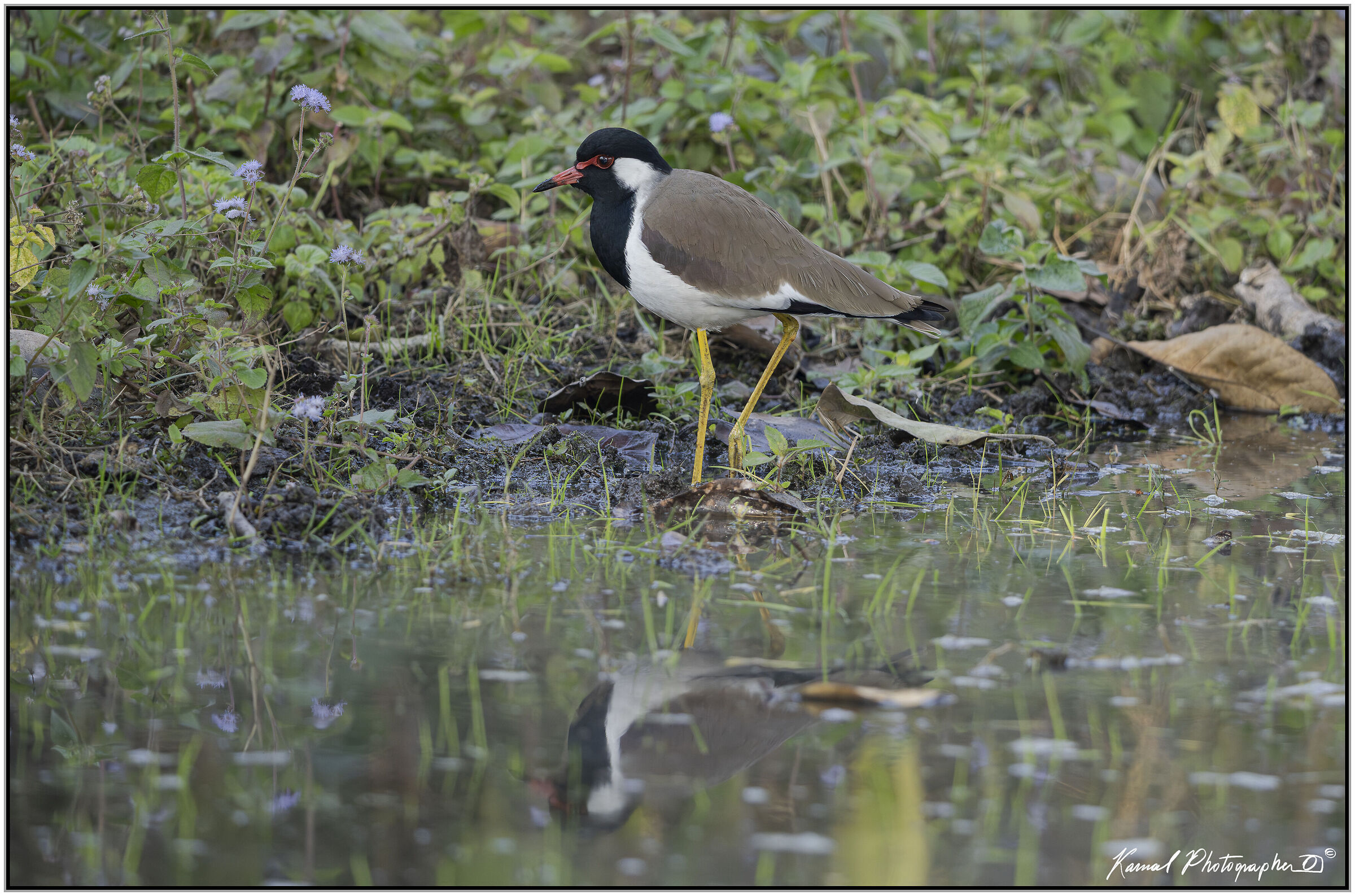 Indian lapwing (Vanellus indicus)