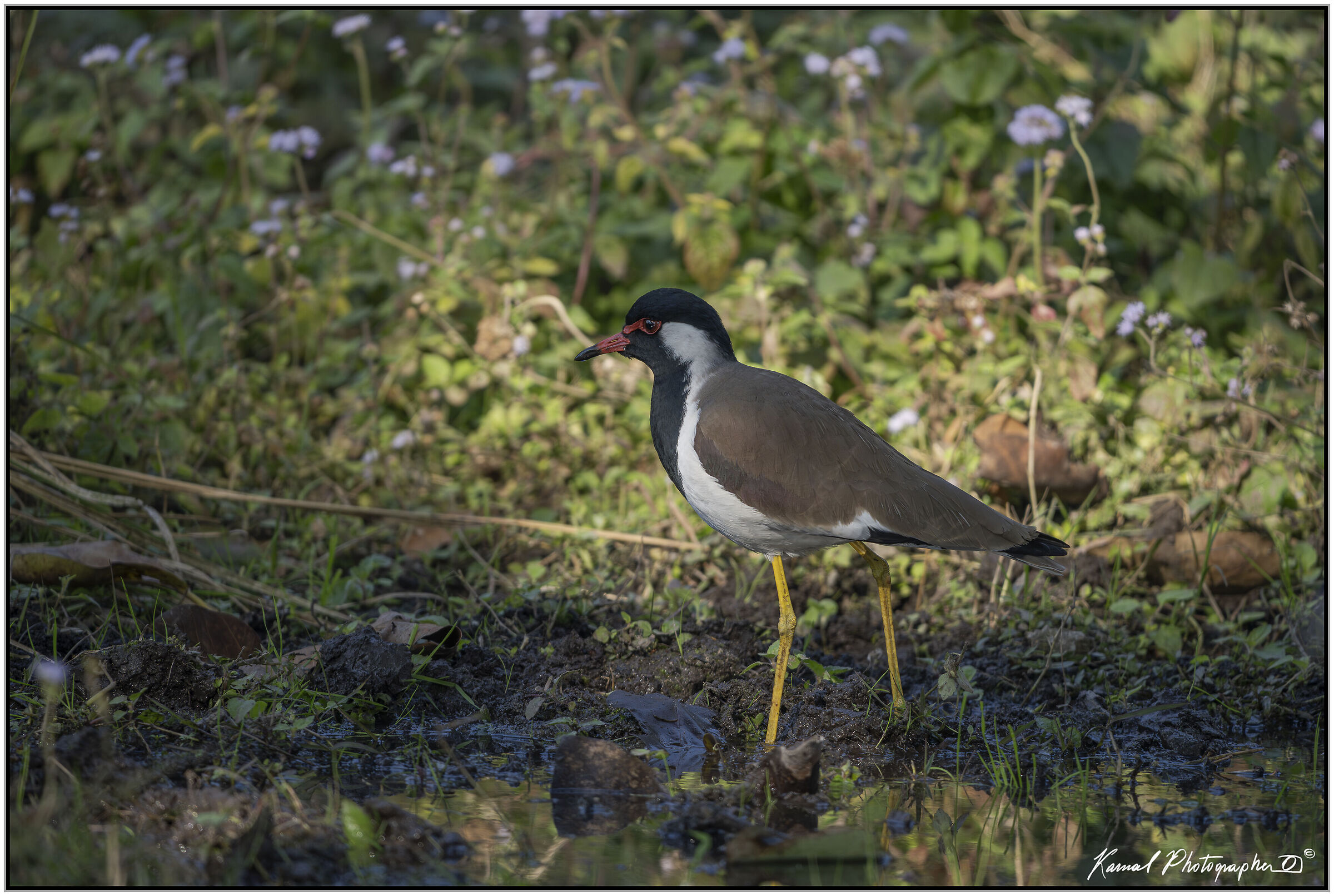 Indian lapwing (Vanellus indicus)