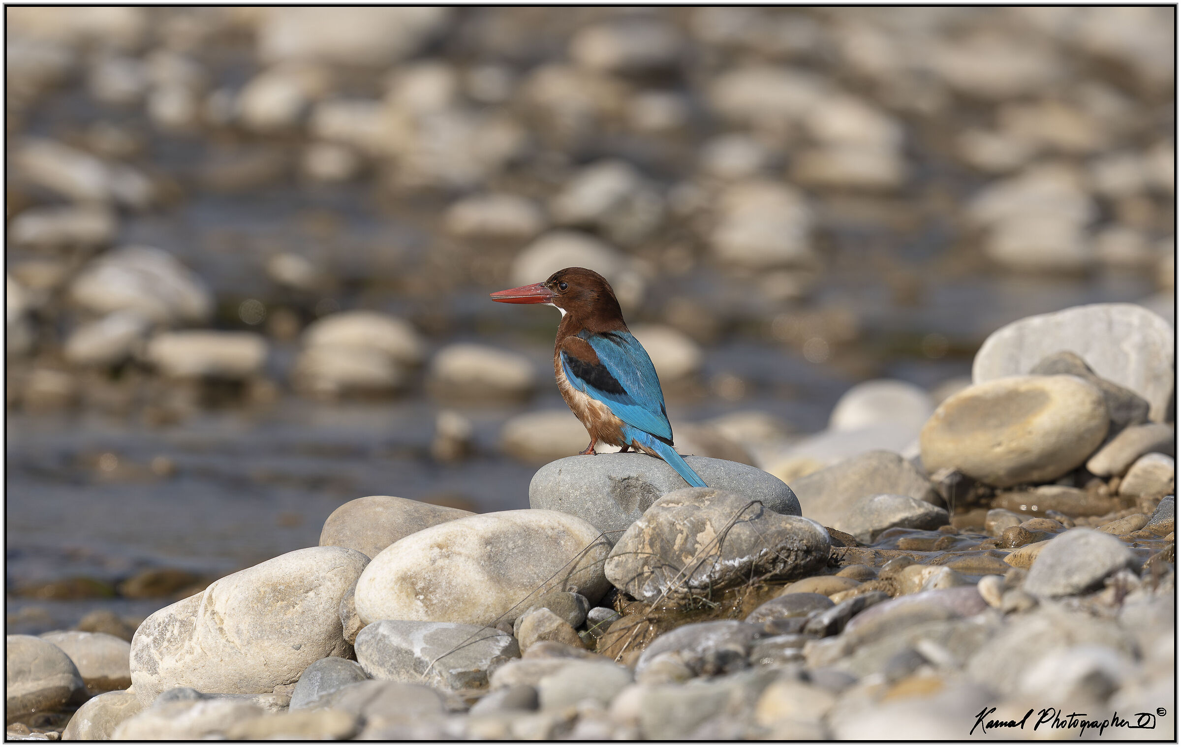 White-throated kingfisher (Halcyon smyrnensis)