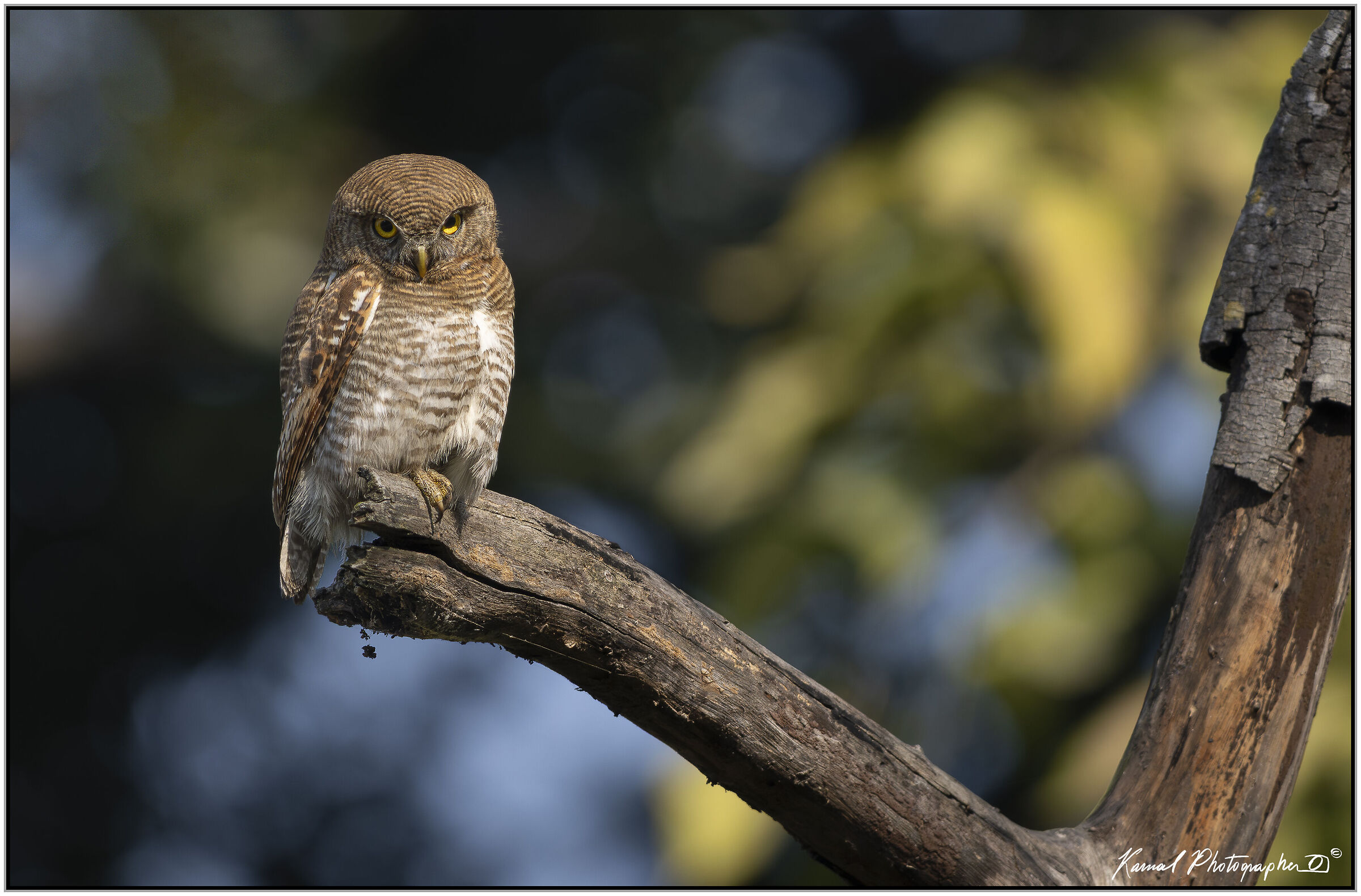 Civetta nana della giungla (Glaucidium radiatum)