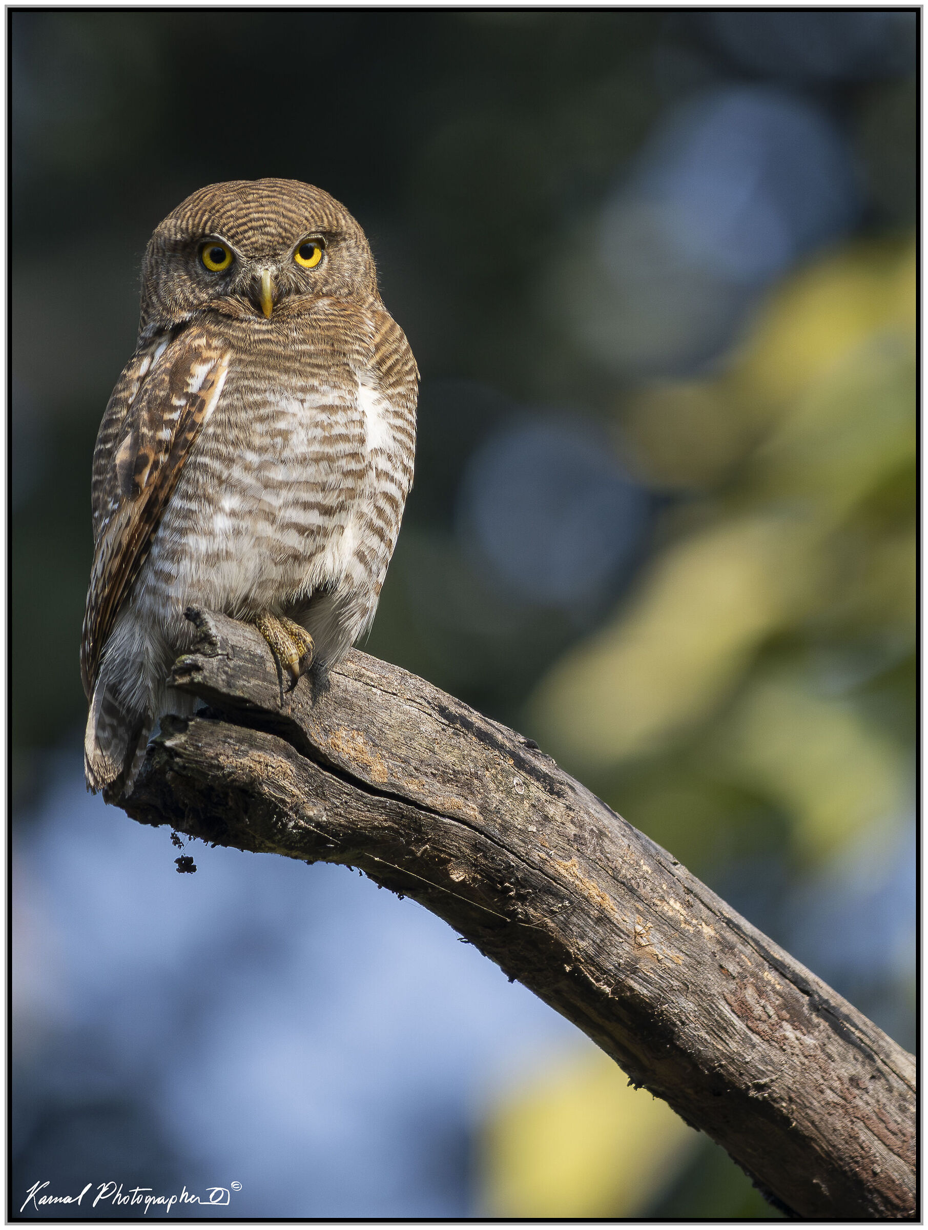 Civetta nana della giungla (Glaucidium radiatum)