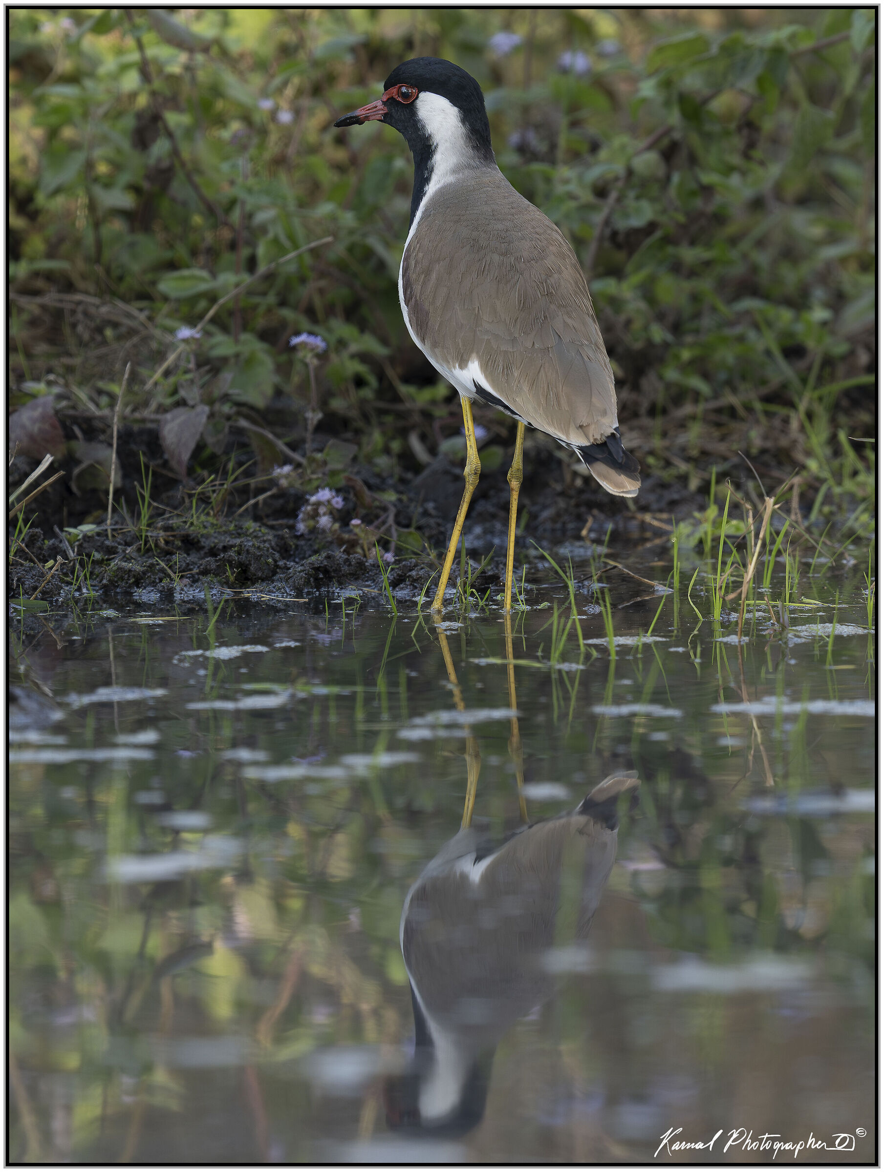 Indian lapwing (Vanellus indicus)