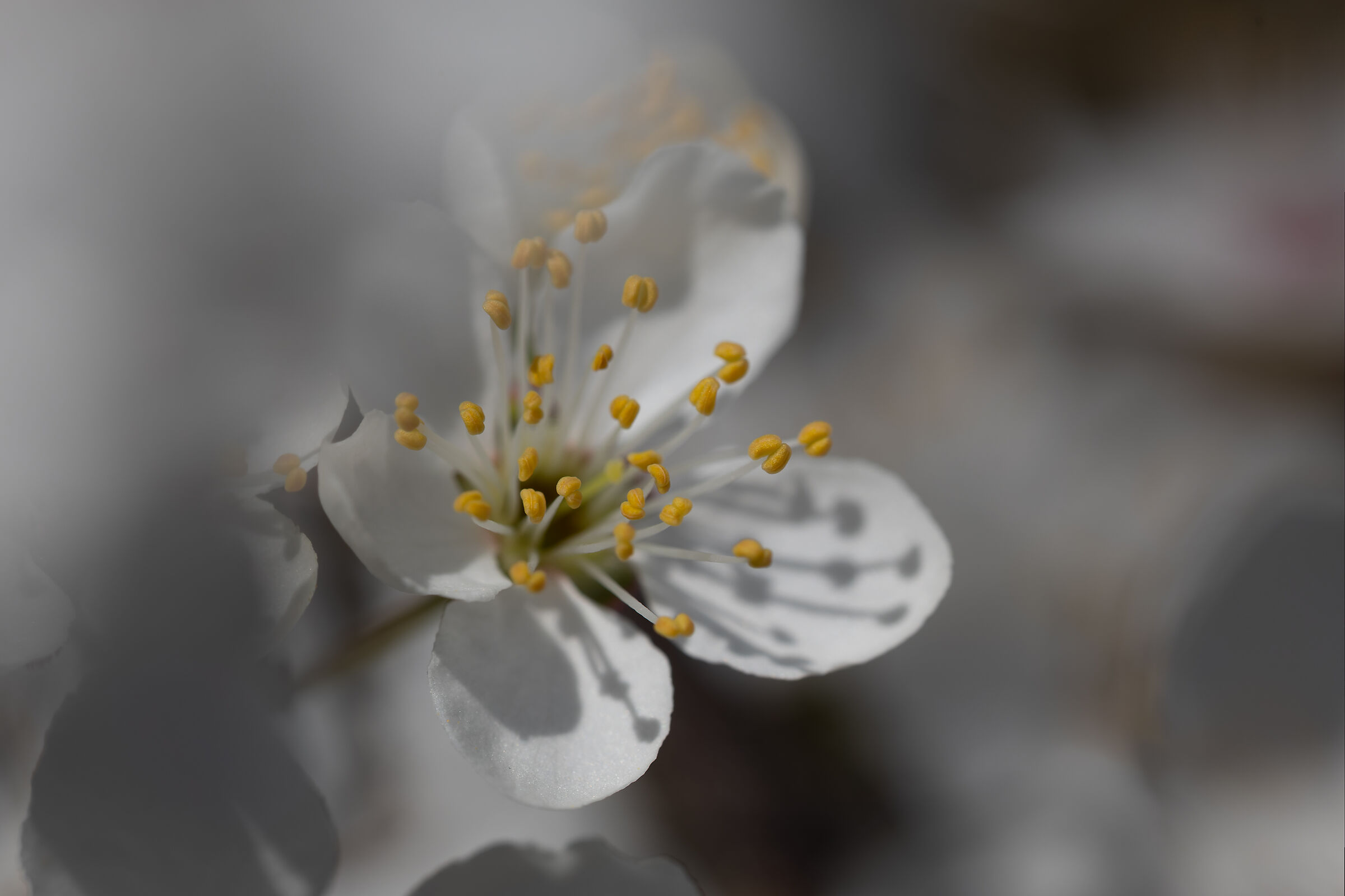 Prunus