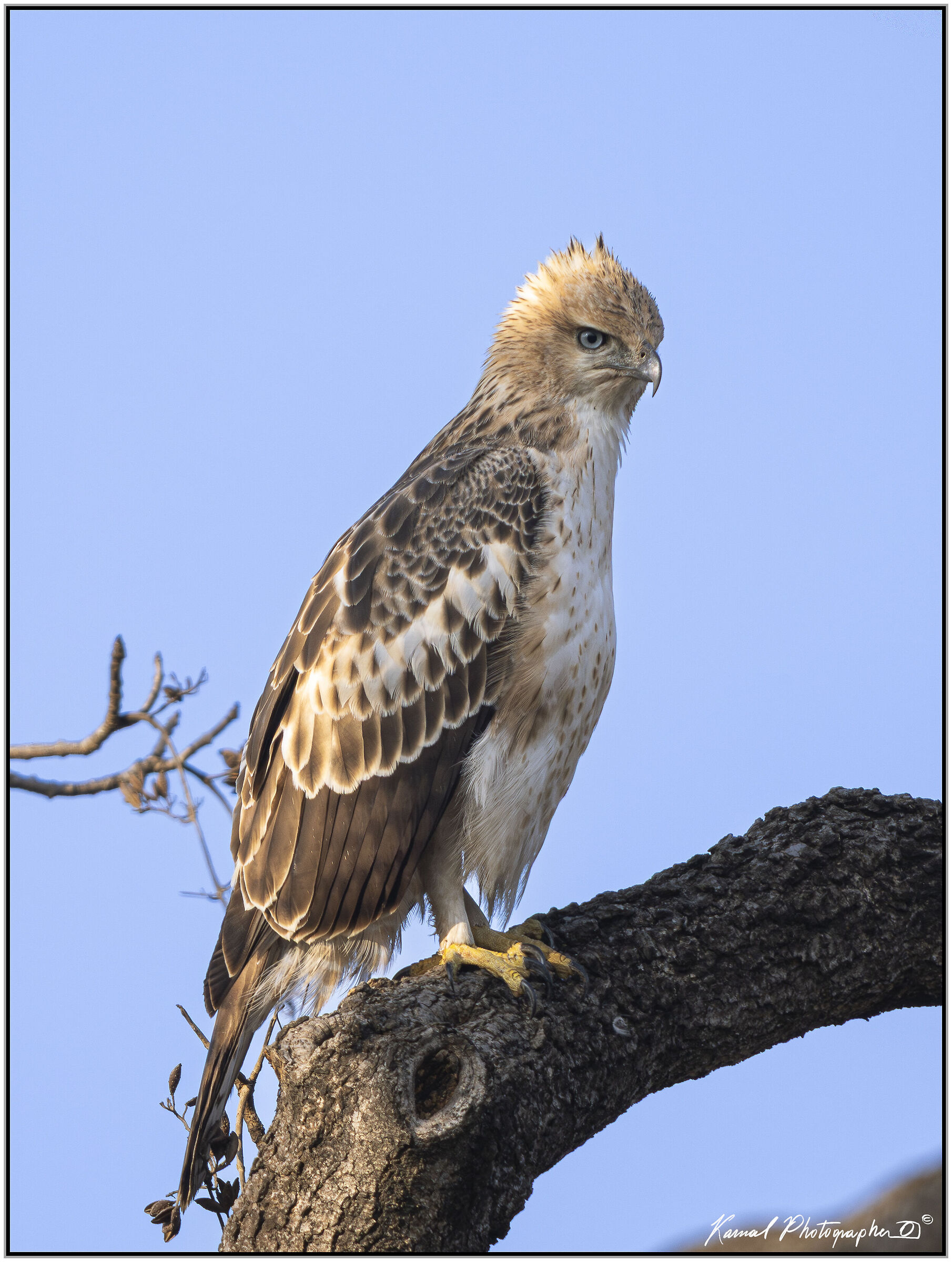 Crested Hawk-Eagle