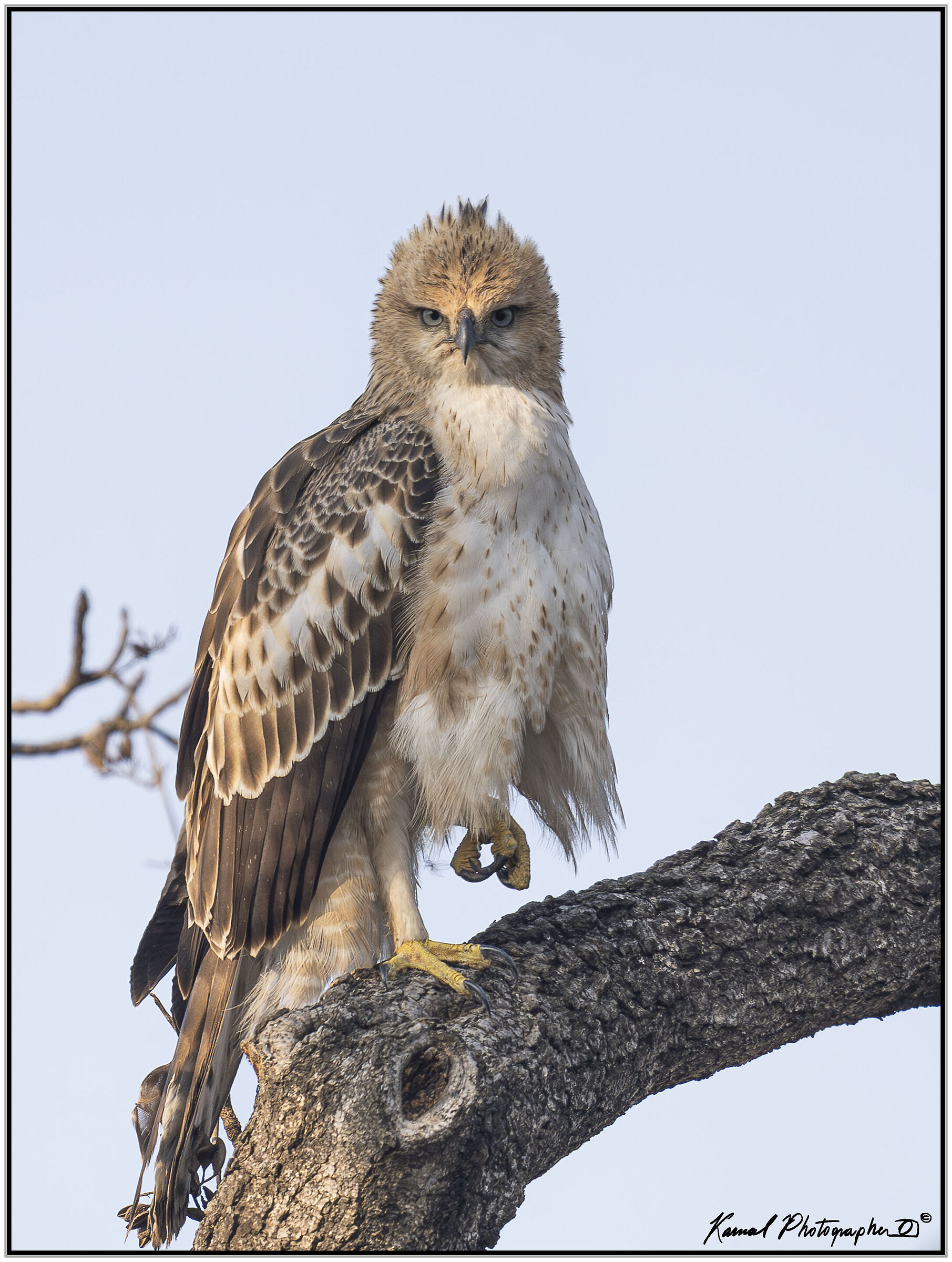 Crested Hawk-Eagle