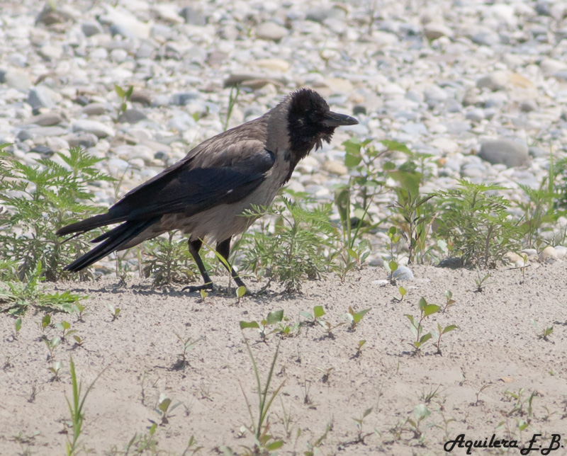 Hooded Crow (Corvus cornix)