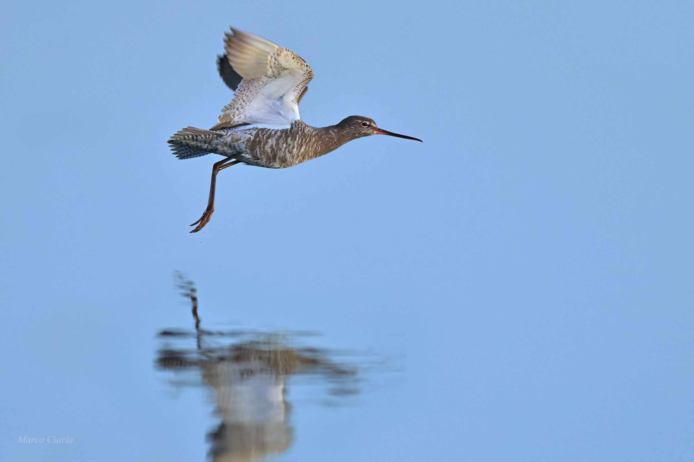 Totano moro (Tringa erythropus)