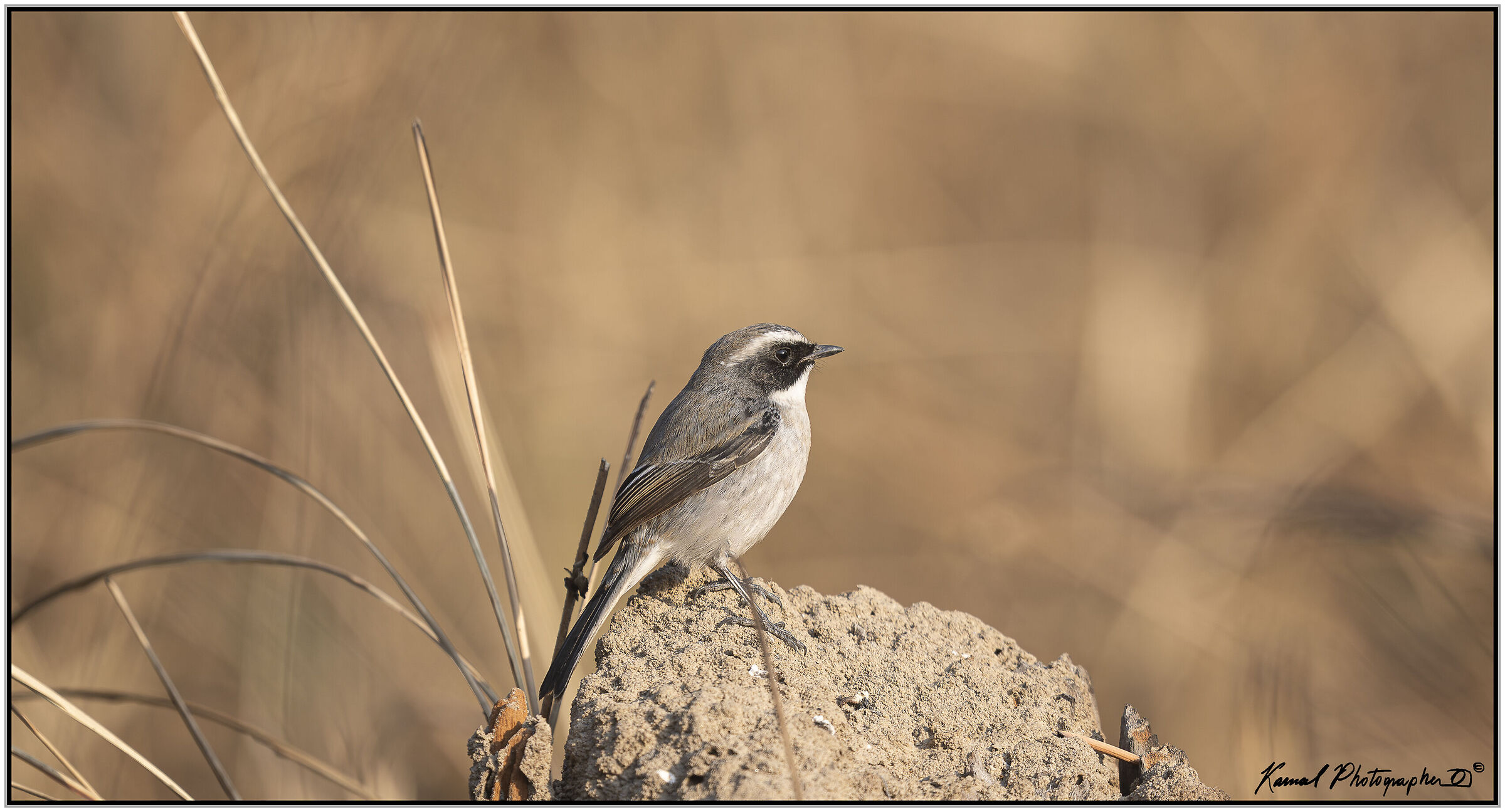 Wheatear (Oenanthe oenanthe)