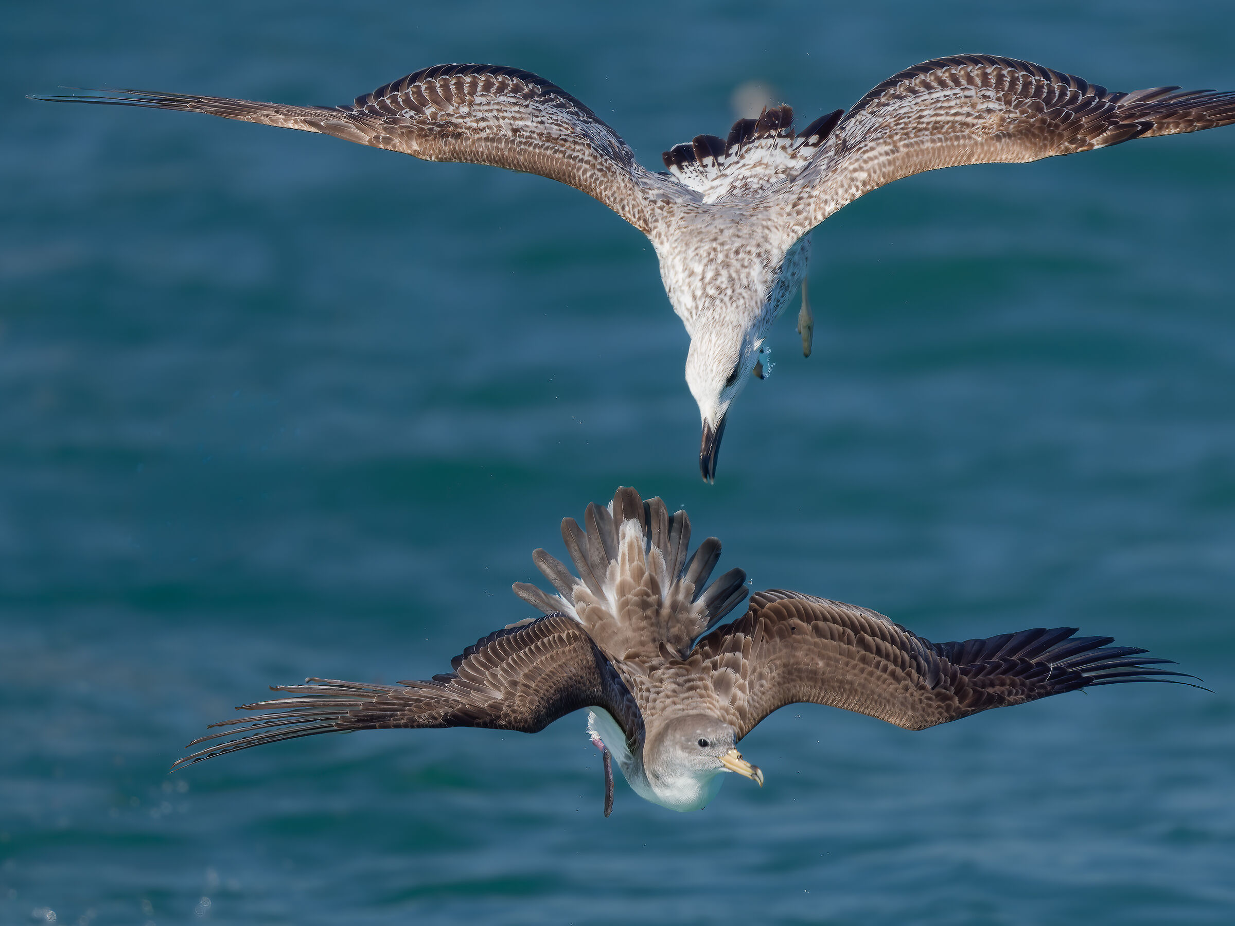 Cory's Shearwater attacked by a Herring Gull