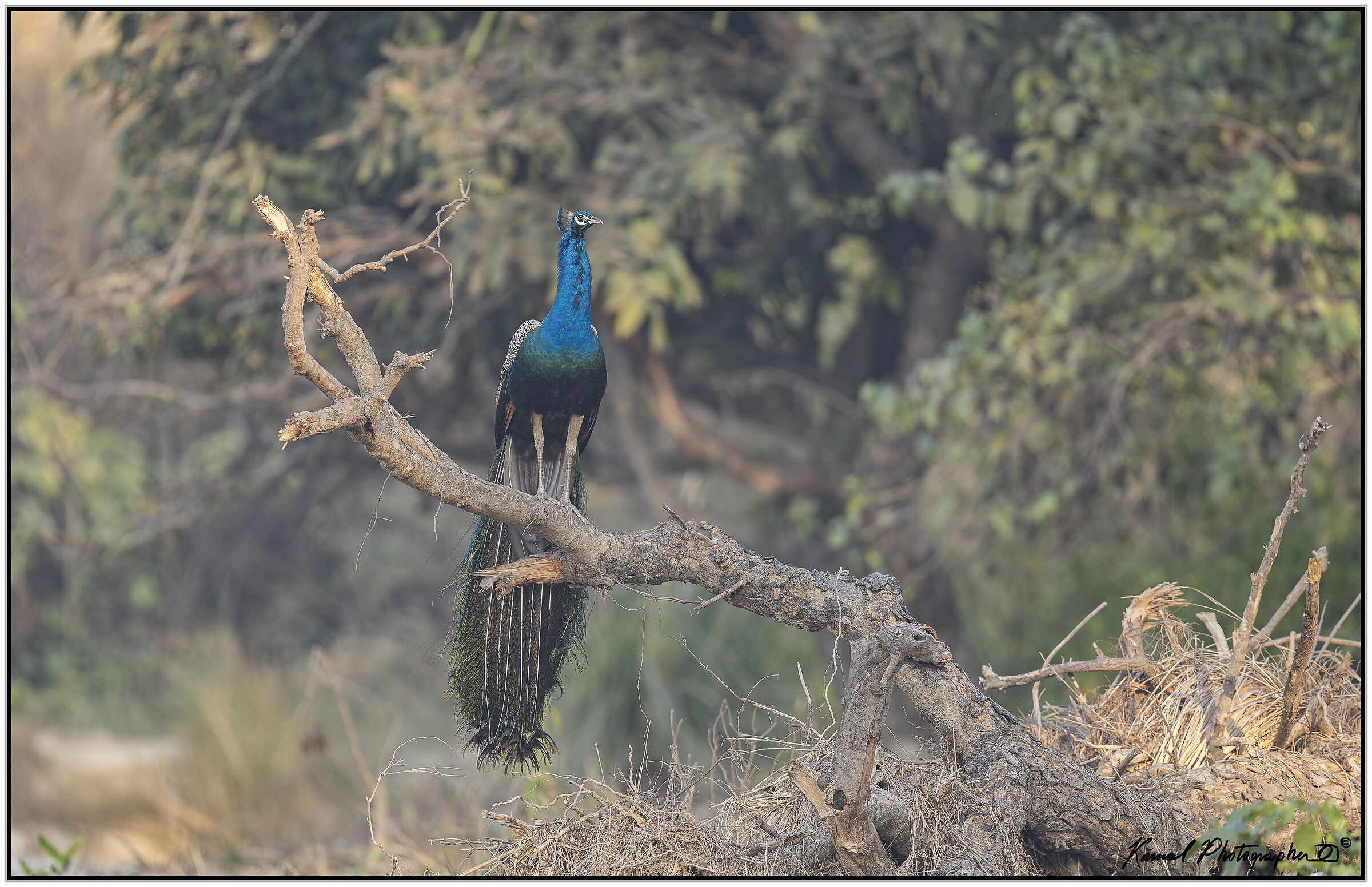 Indian peacock (Pavo cristatus)