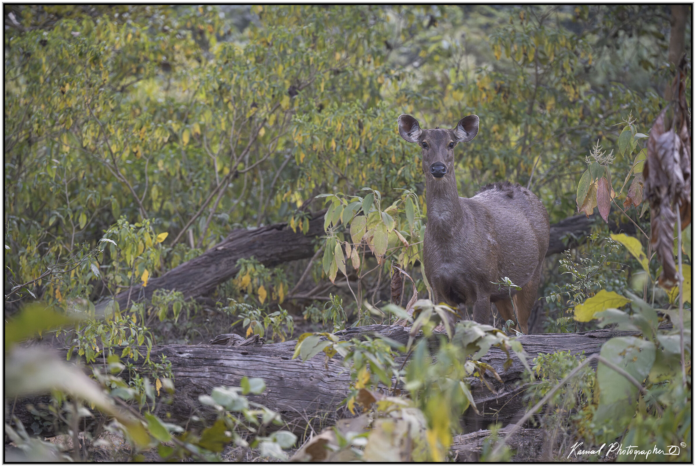 Sambar deer (Rusa unicolor).