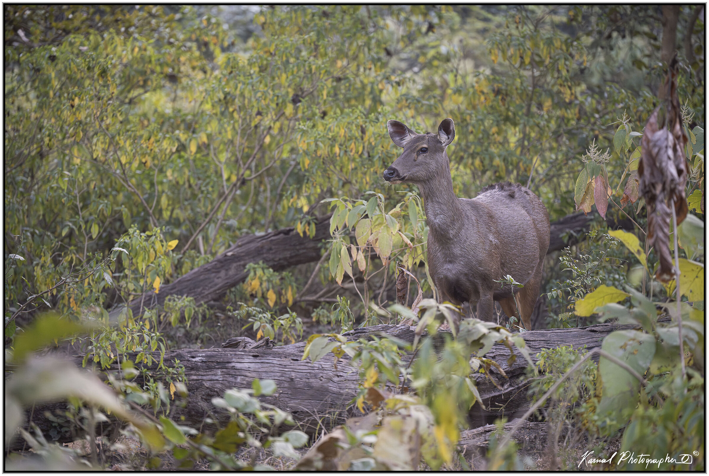 Sambar deer (Rusa unicolor).