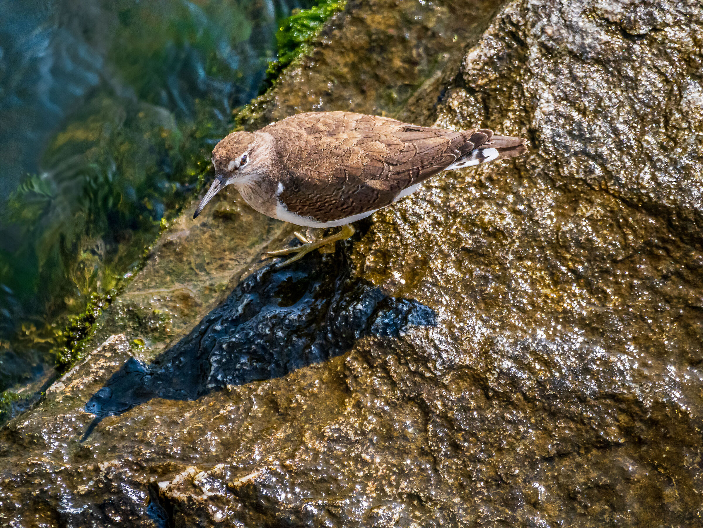 Sandpiper ???
