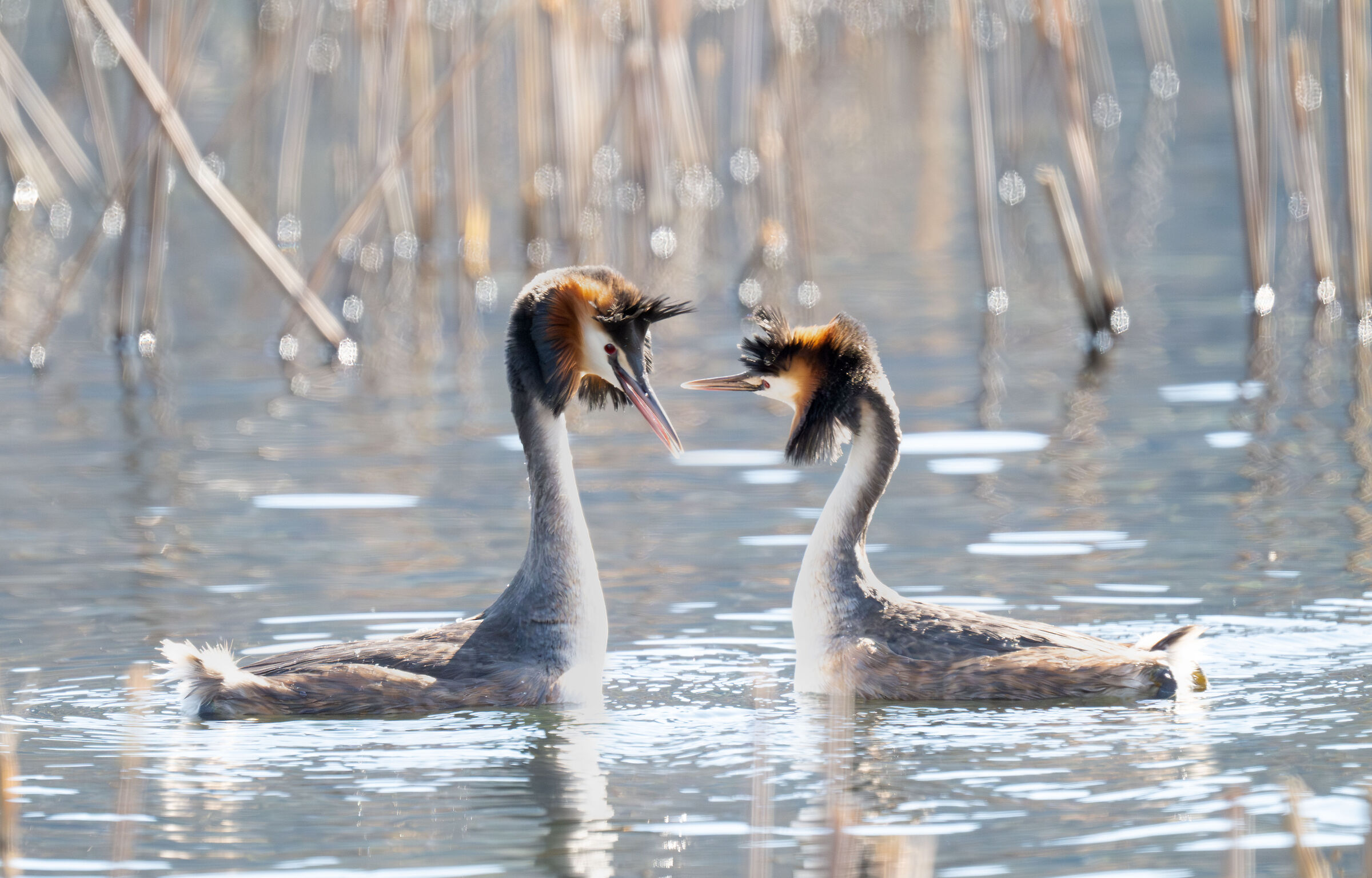 grebes