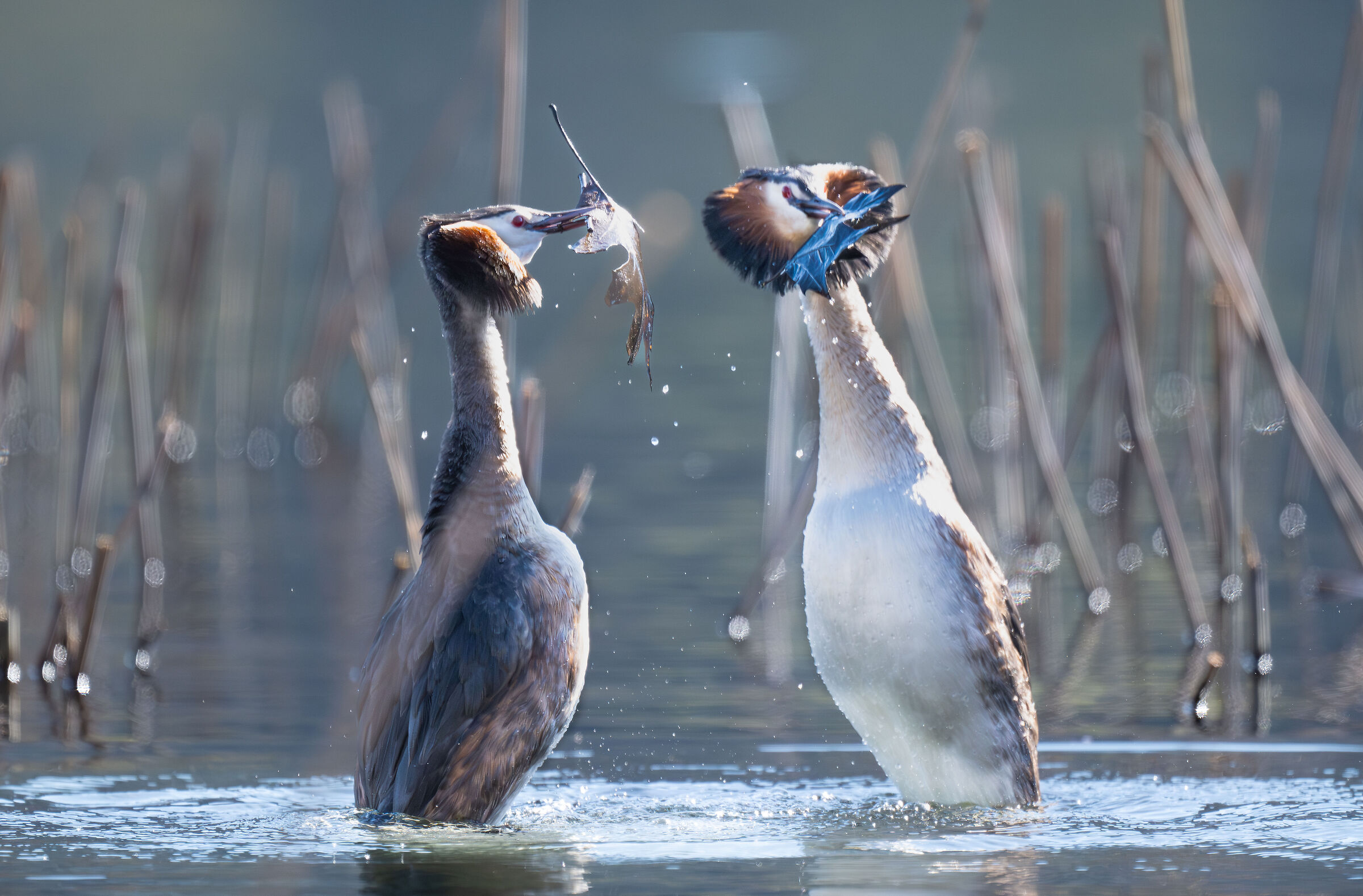 grebes