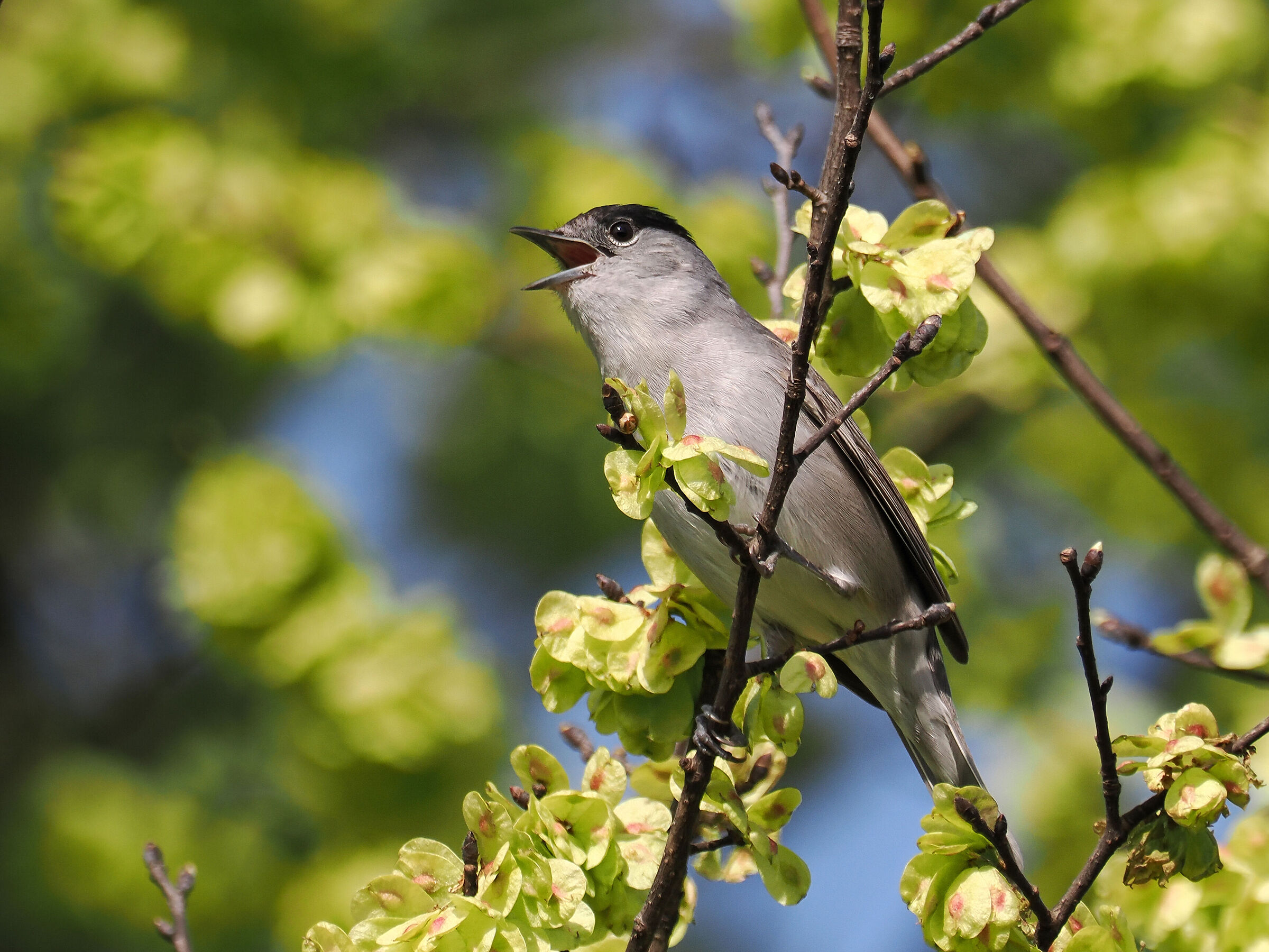 The song of the blackcap