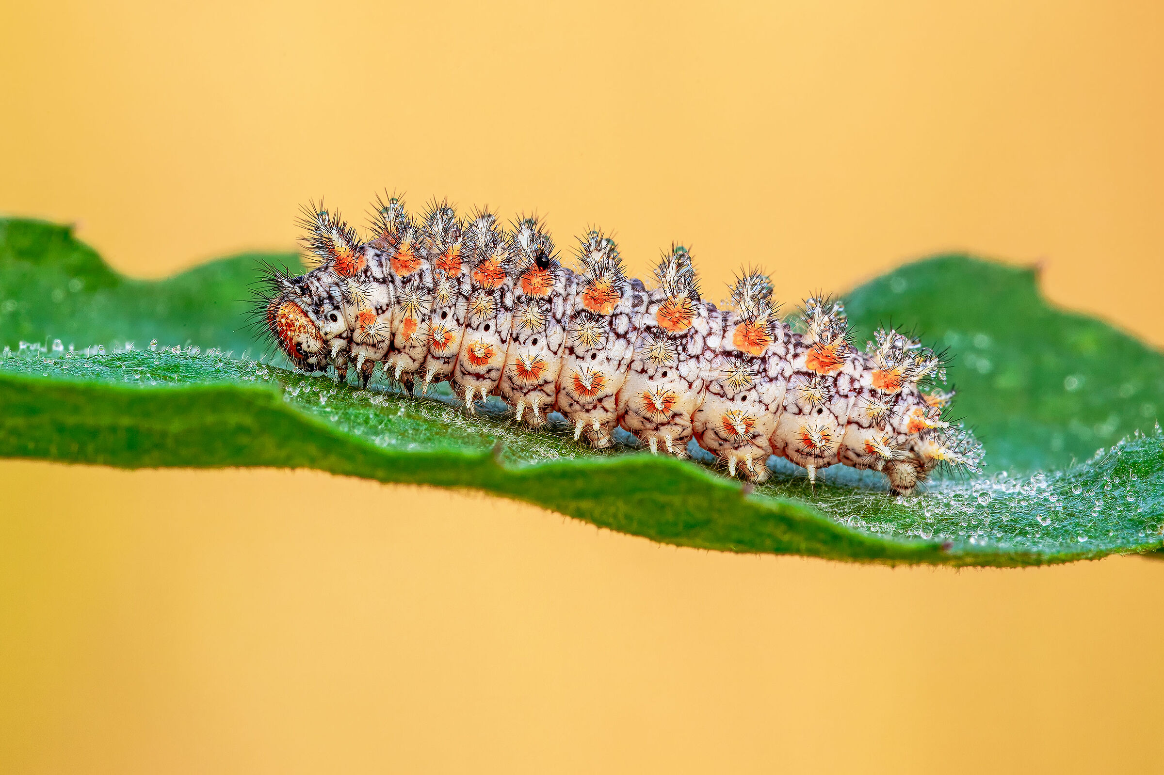 Melitea caterpillar