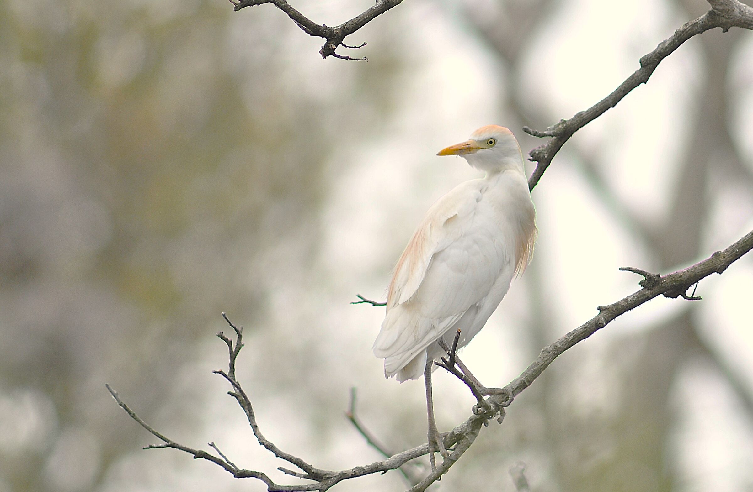 Cattle Egret